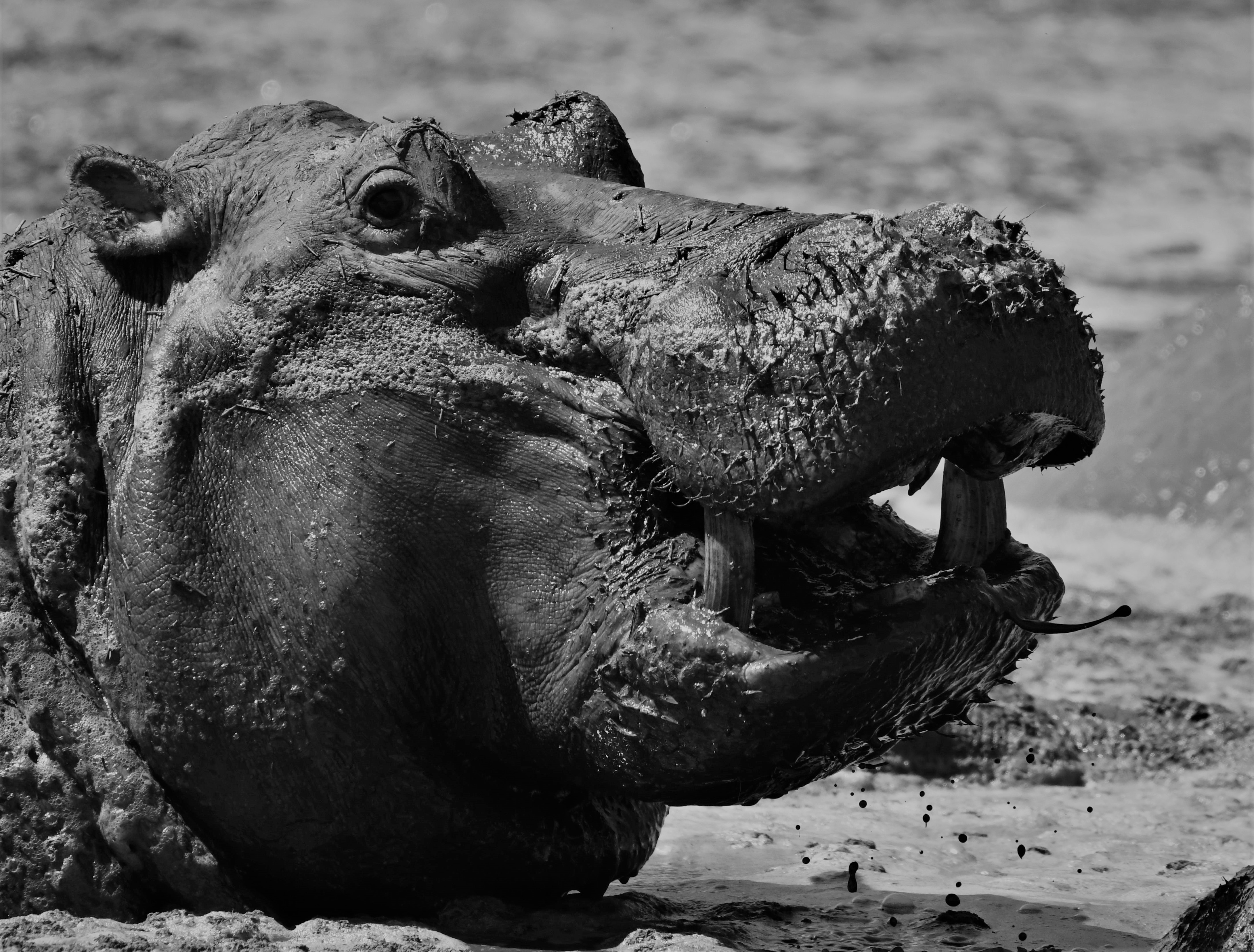 animal, hippo, black & white, mud, wallowing, water phone wallpaper