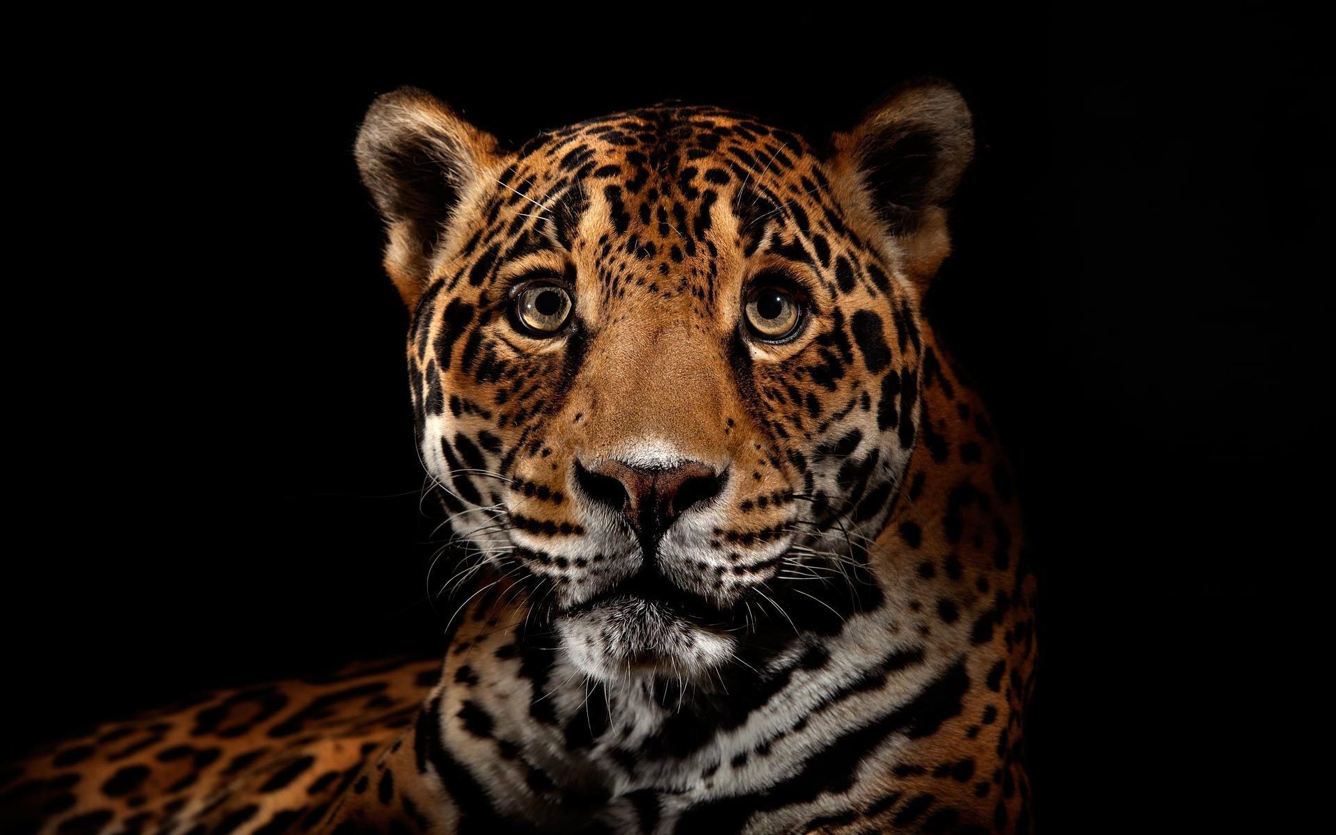 33196 Protetores de tela e papéis de parede Leopards em seu telefone. Baixe  fotos gratuitamente