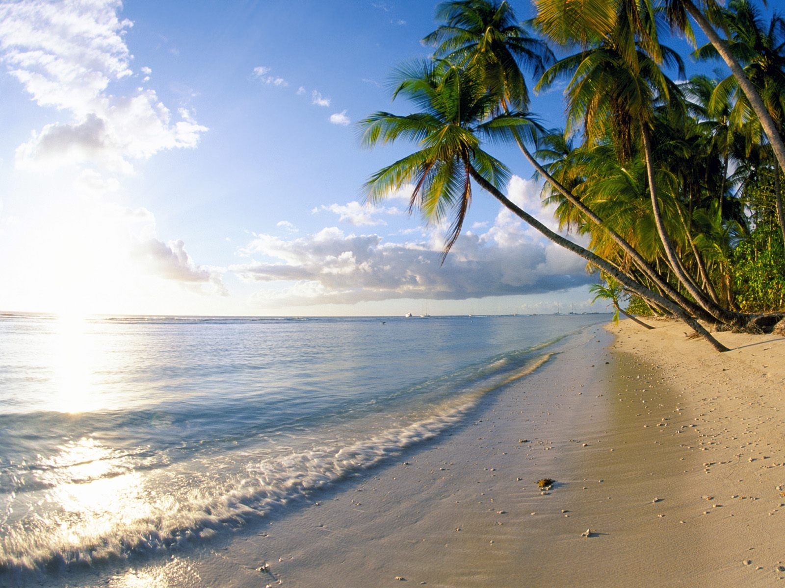 palms, beach, landscape, water, sea