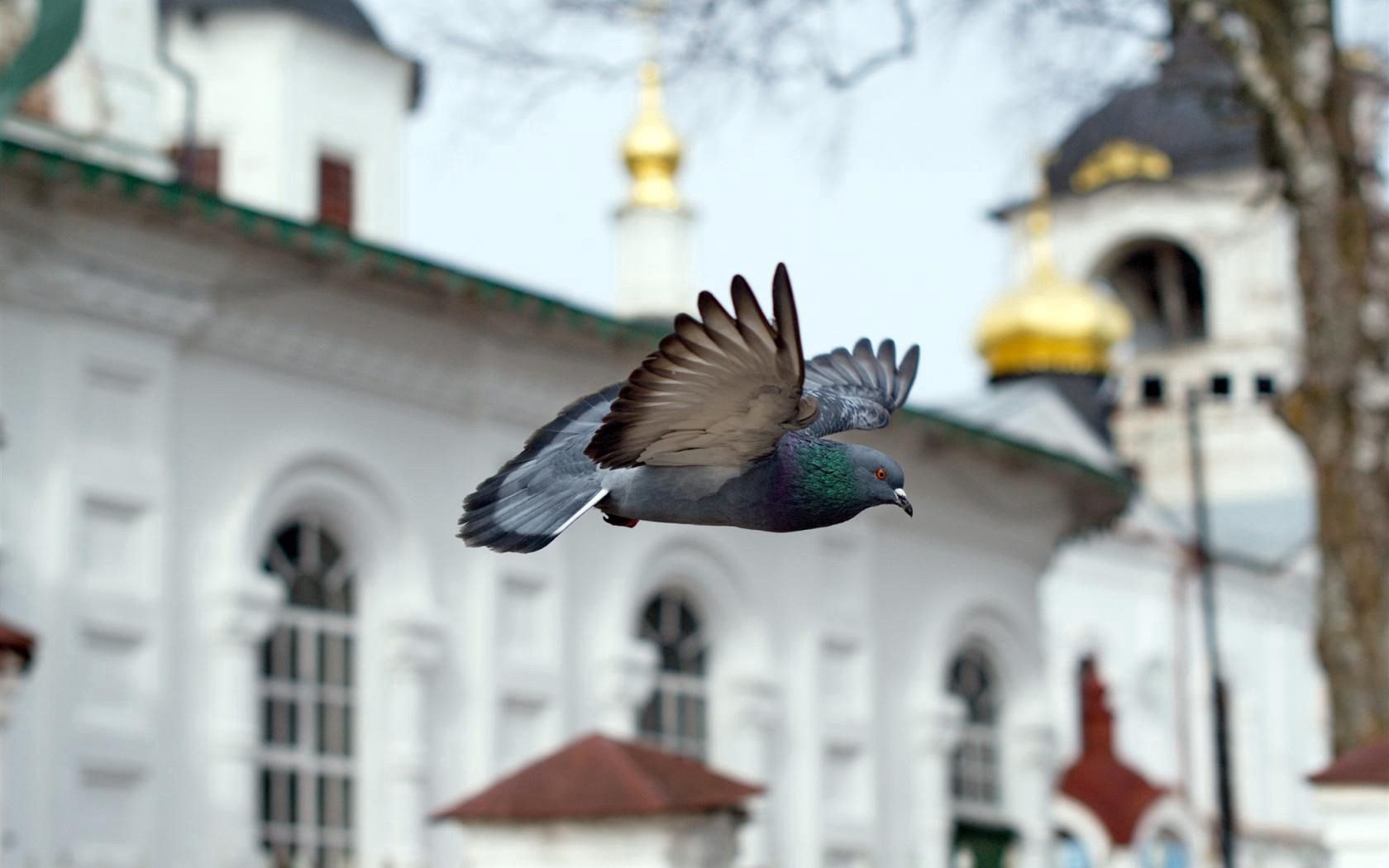 dove, animals, bird, flight, temple, church, chapel for android