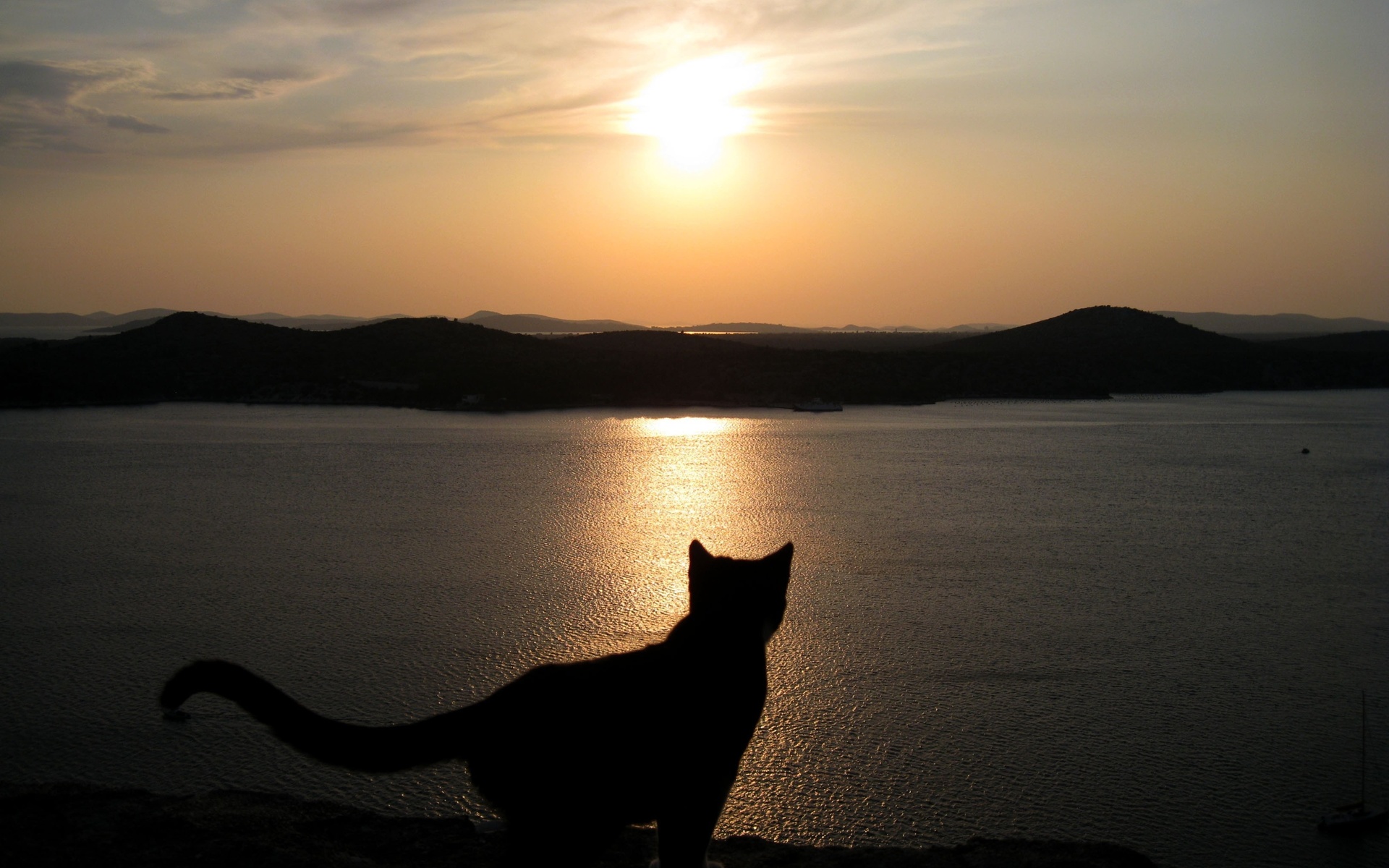 Котик на закате