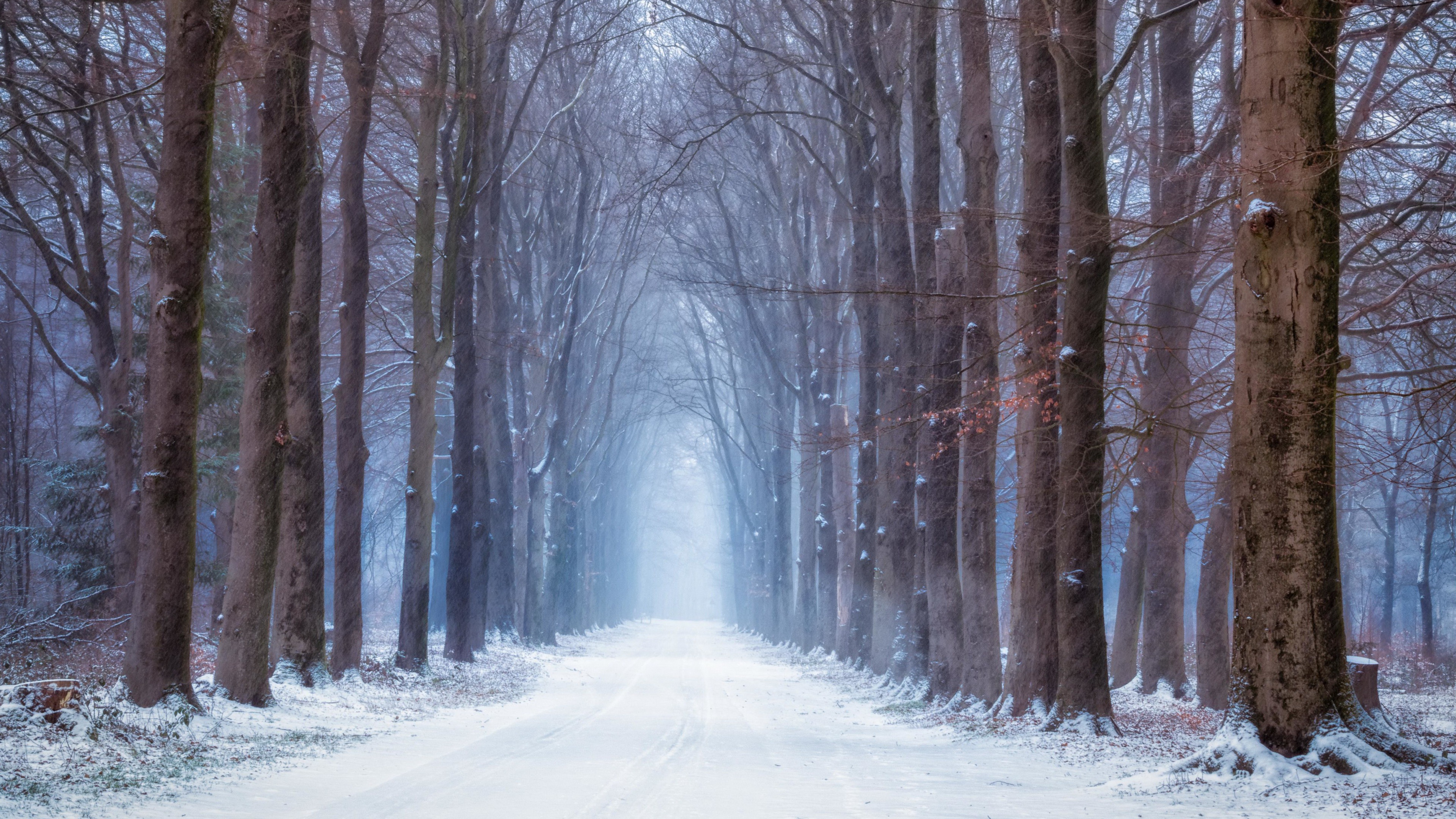 Зимняя дорога в лесу арт