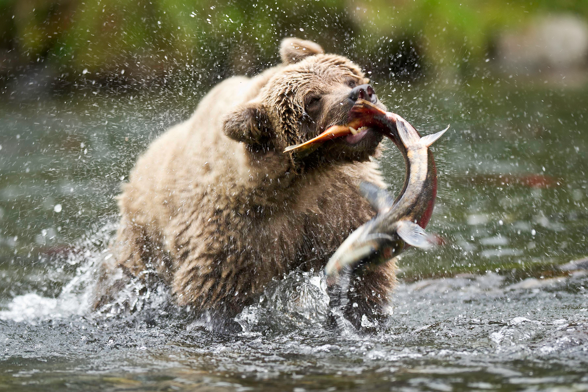 281651 baixar papel de parede animais, urso, alasca, ursos - protetores de tela e imagens gratuitamente
