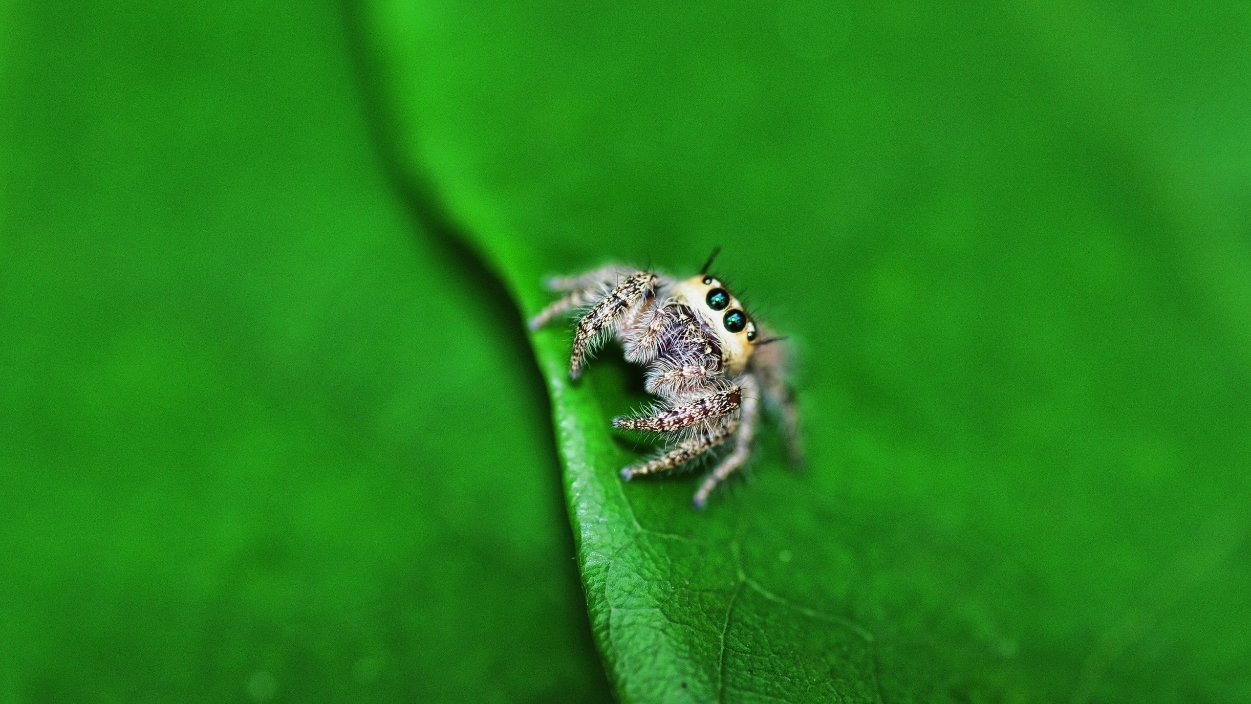 jumping spider, animal, spider, spiders Full HD