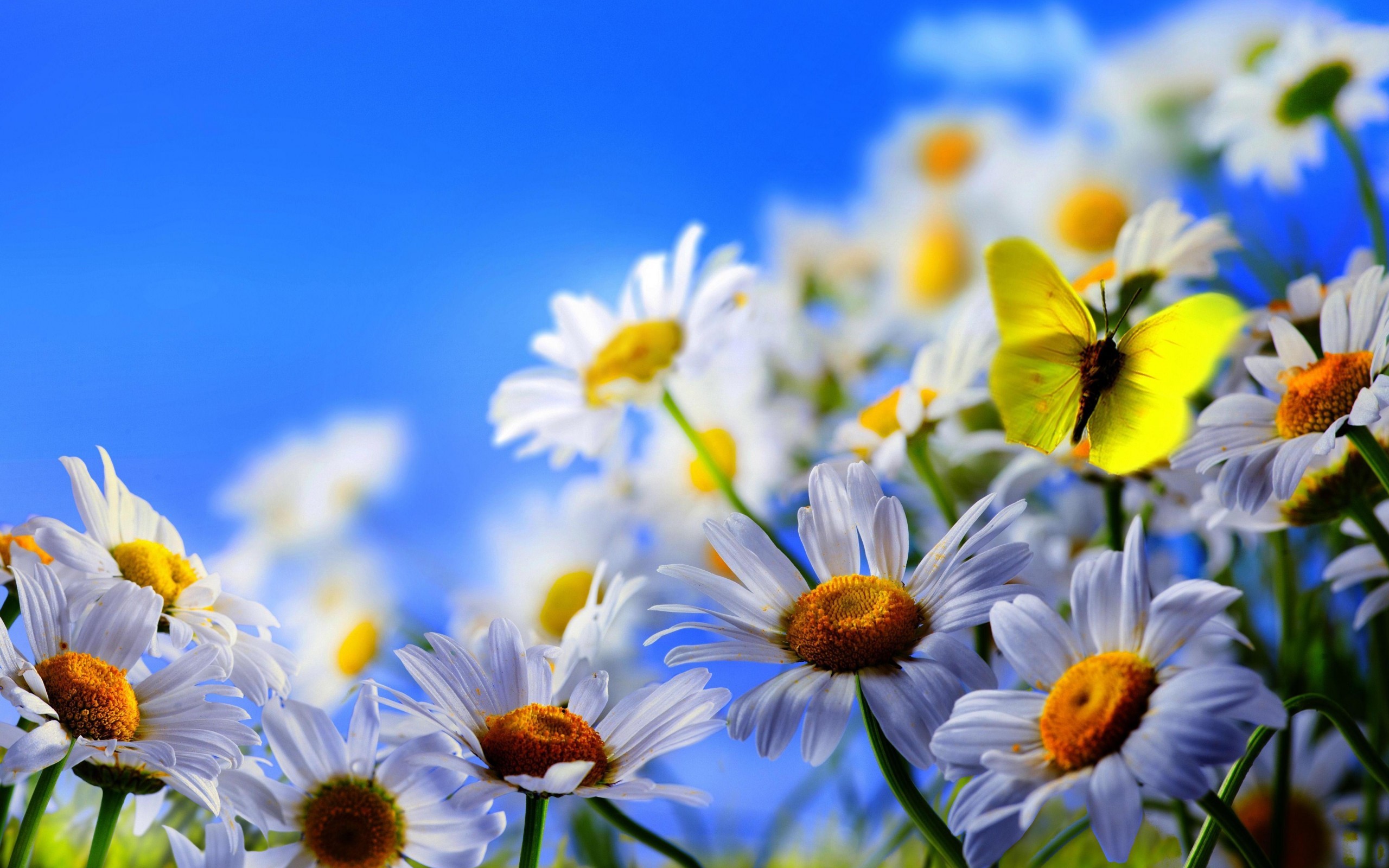 27234 завантажити шпалери метелики, ромашки, квіти, рослини, комахи, блакитний - заставки і картинки безкоштовно
