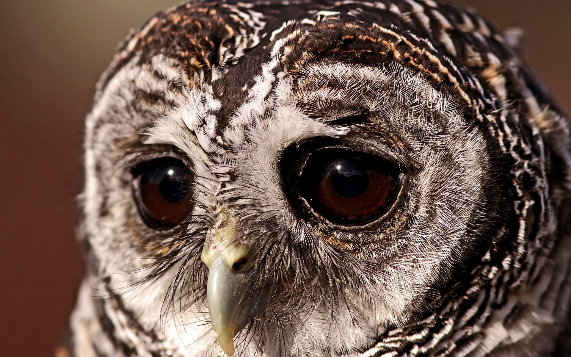 animals, owl, bird, eyes, tawny owl, sad look