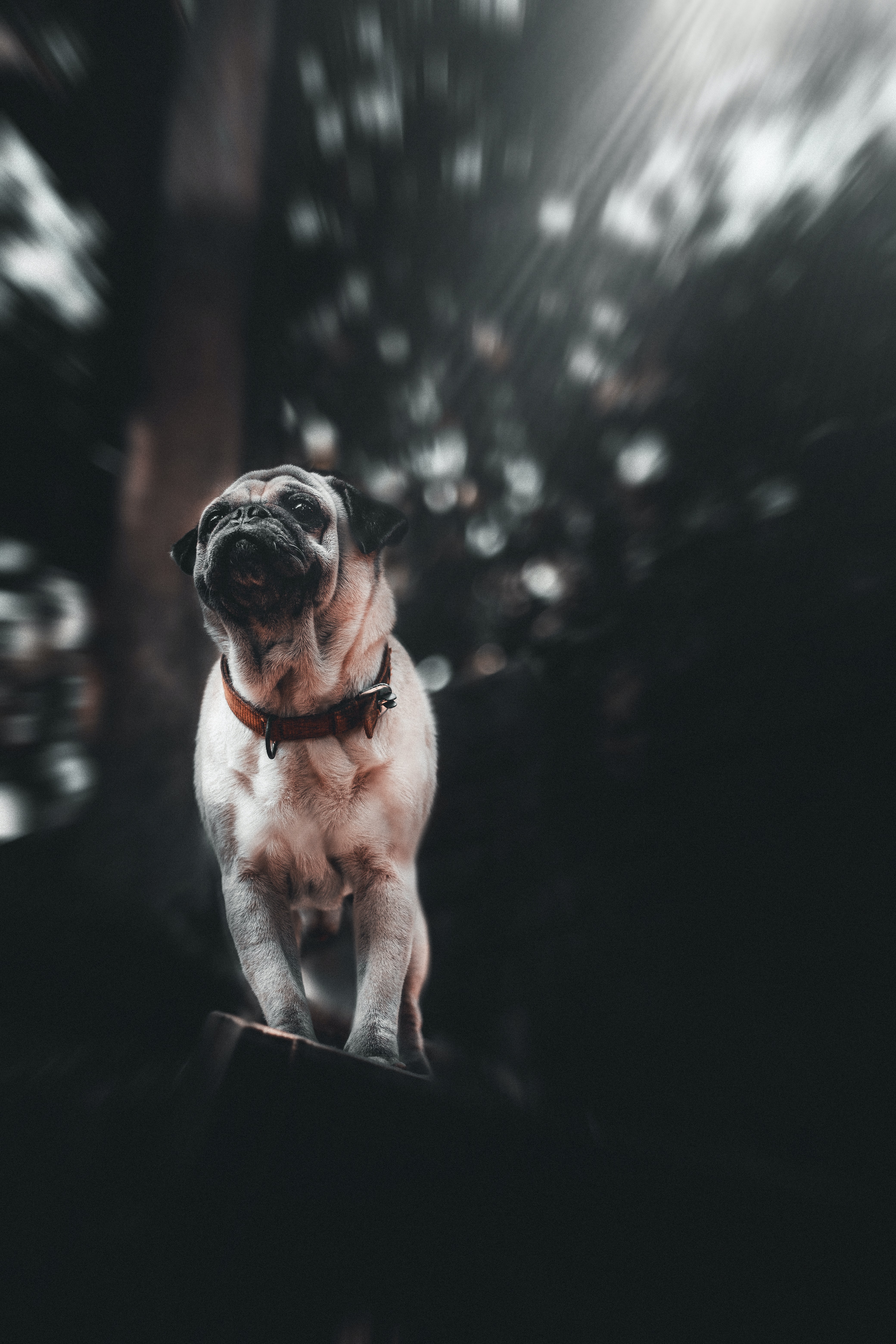 wallpapers animals, dog, pet, sight, opinion, puppy, pug