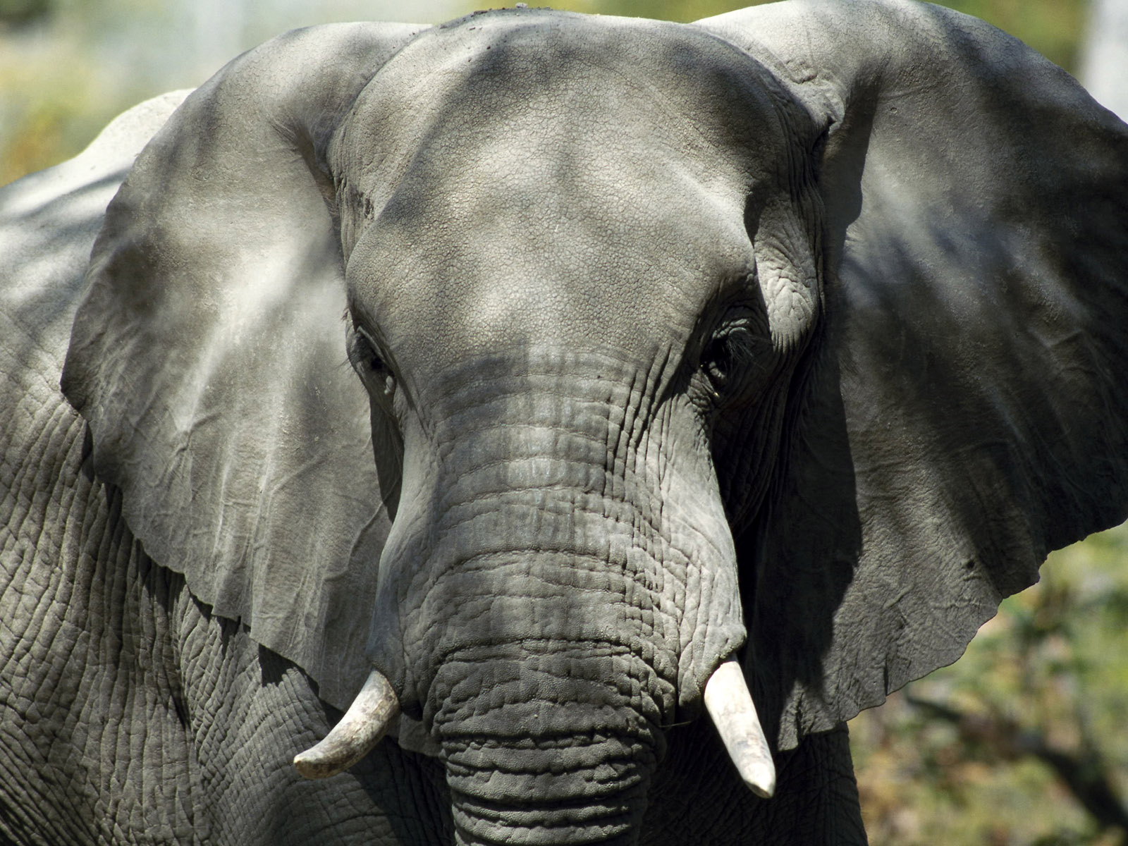 elephants, african bush elephant, animal 4K
