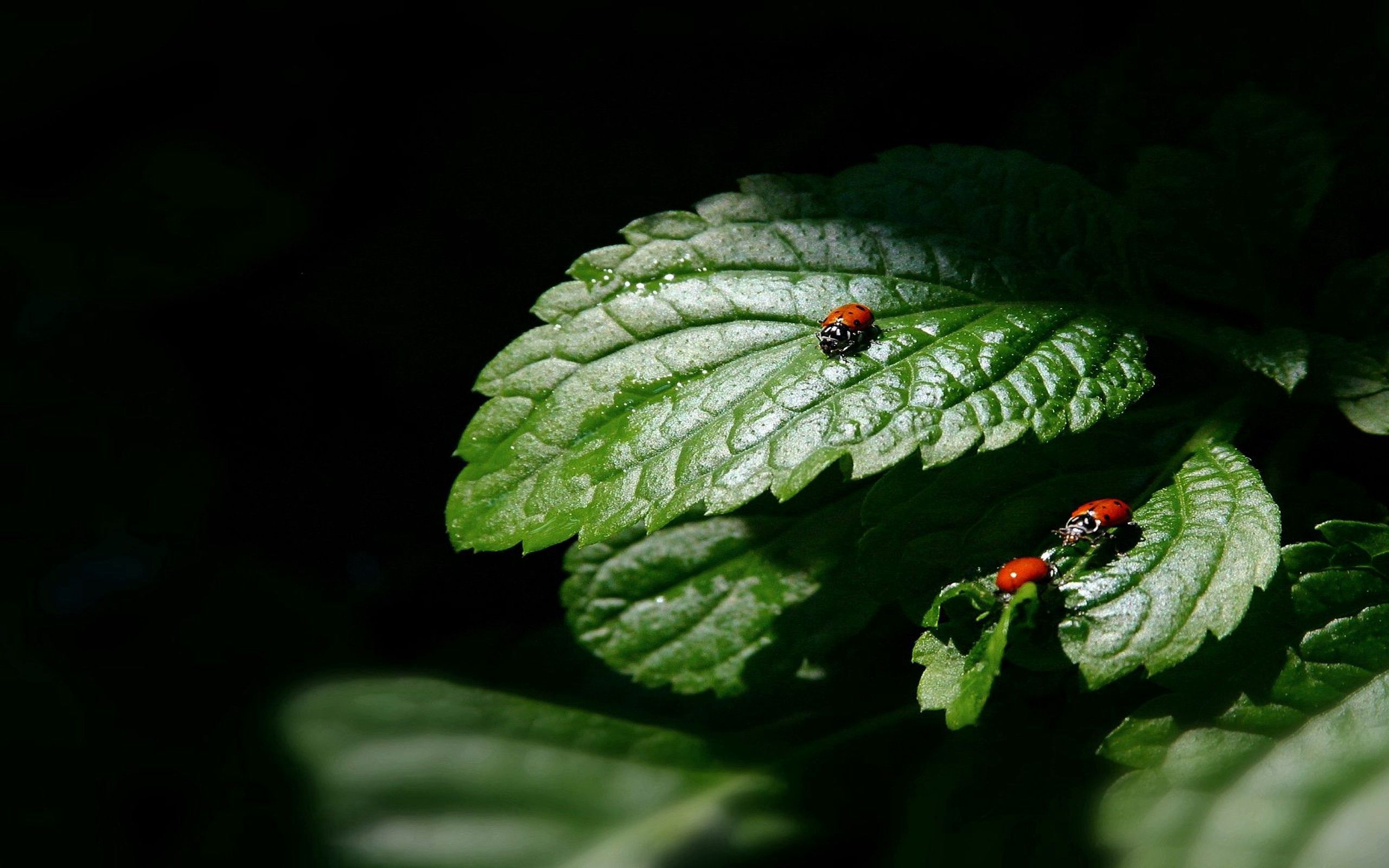 Free HD leaves, form, ladybug, macro, shadow, ladybird, three