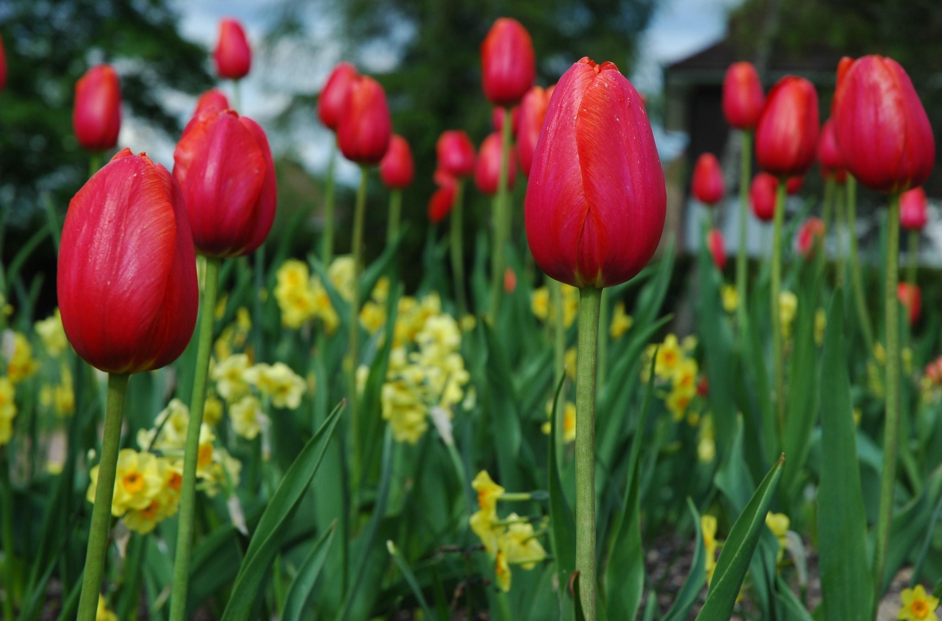 Download mobile wallpaper Flowerbed, Flower Bed, Flowers, Close Up, Spring, Tulips for free.