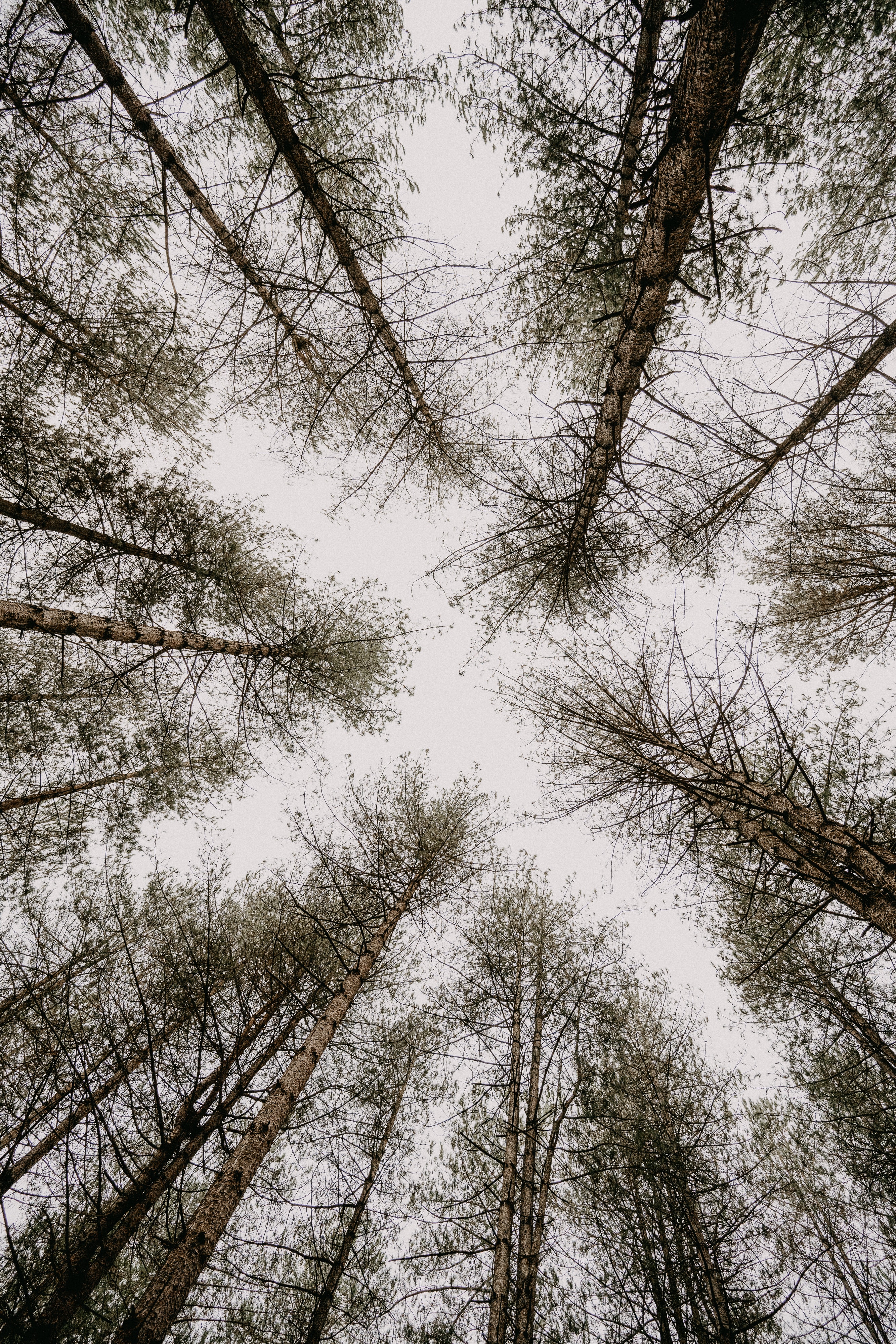 Download mobile wallpaper Trees, Bottom View, Pine, Nature, Sky for free.