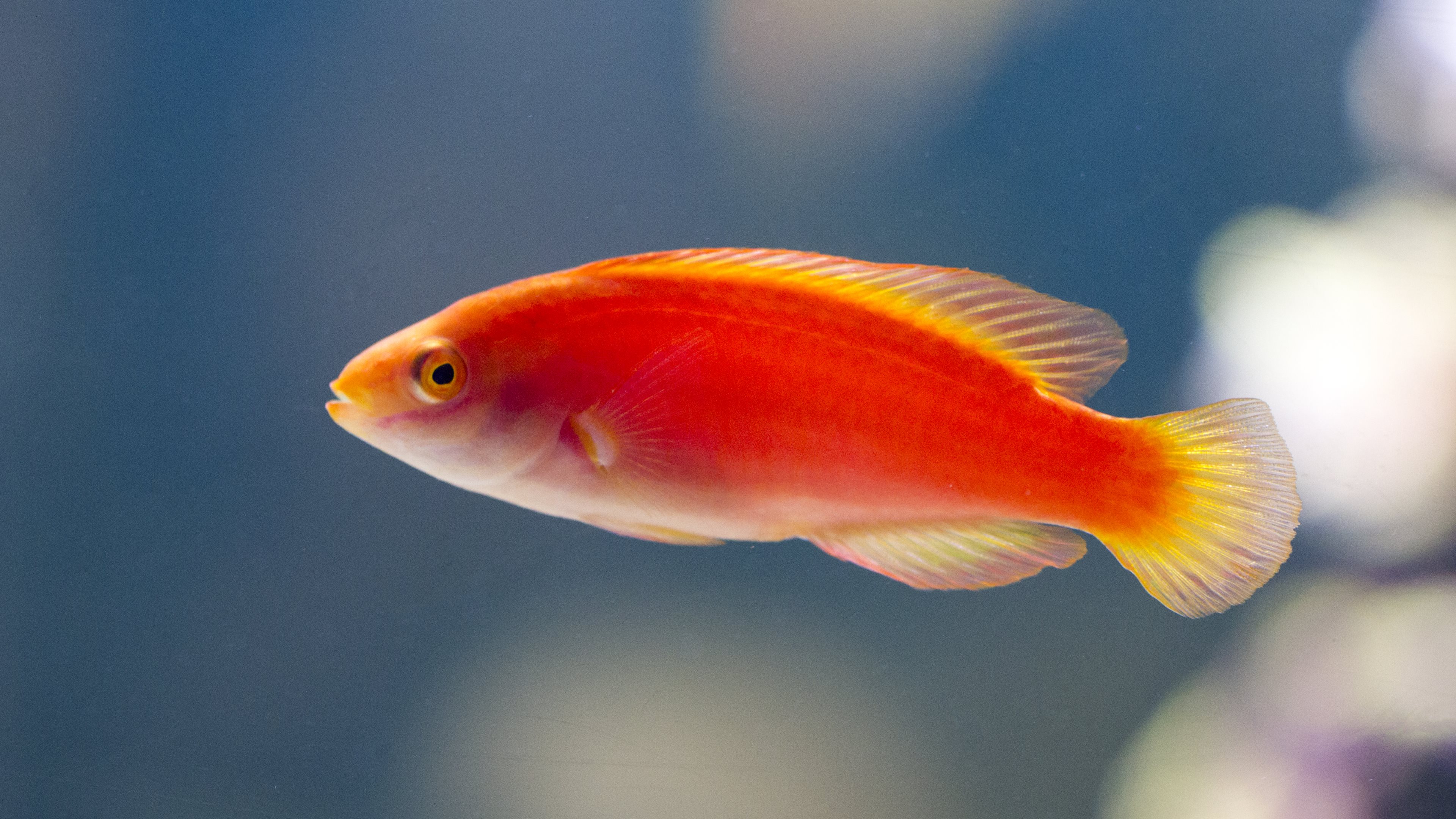 Рыба оранжевого цвета