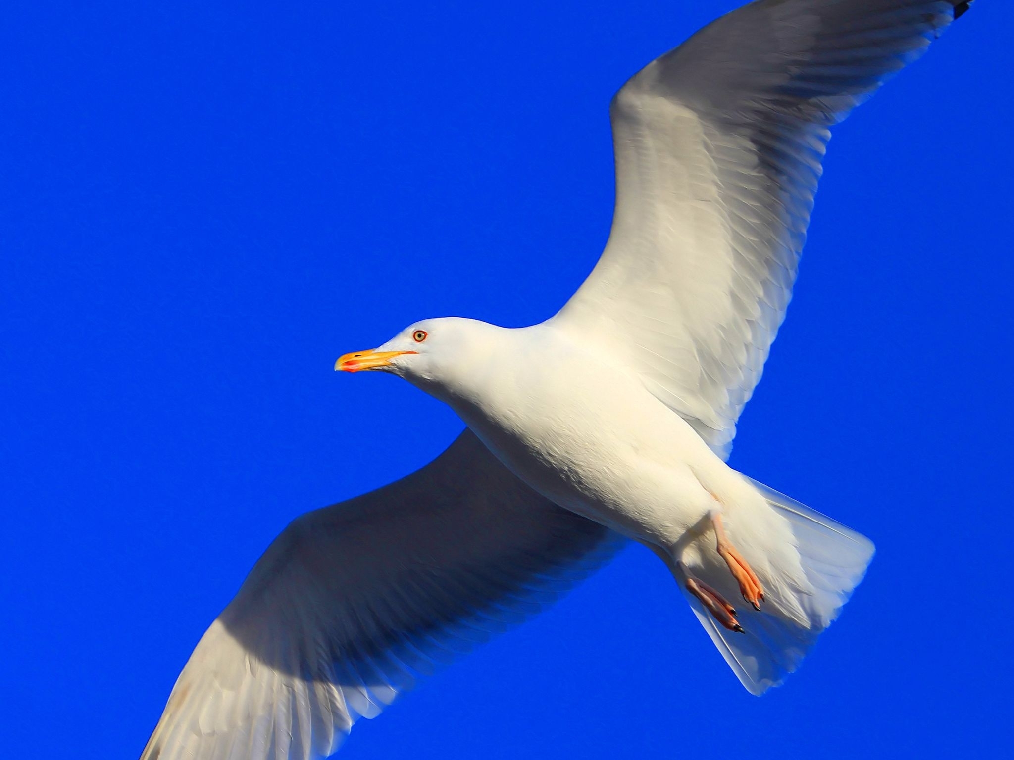 Free download wallpaper Animals, Bird, Flight, Gull, Sweep, Seagull, Wave on your PC desktop