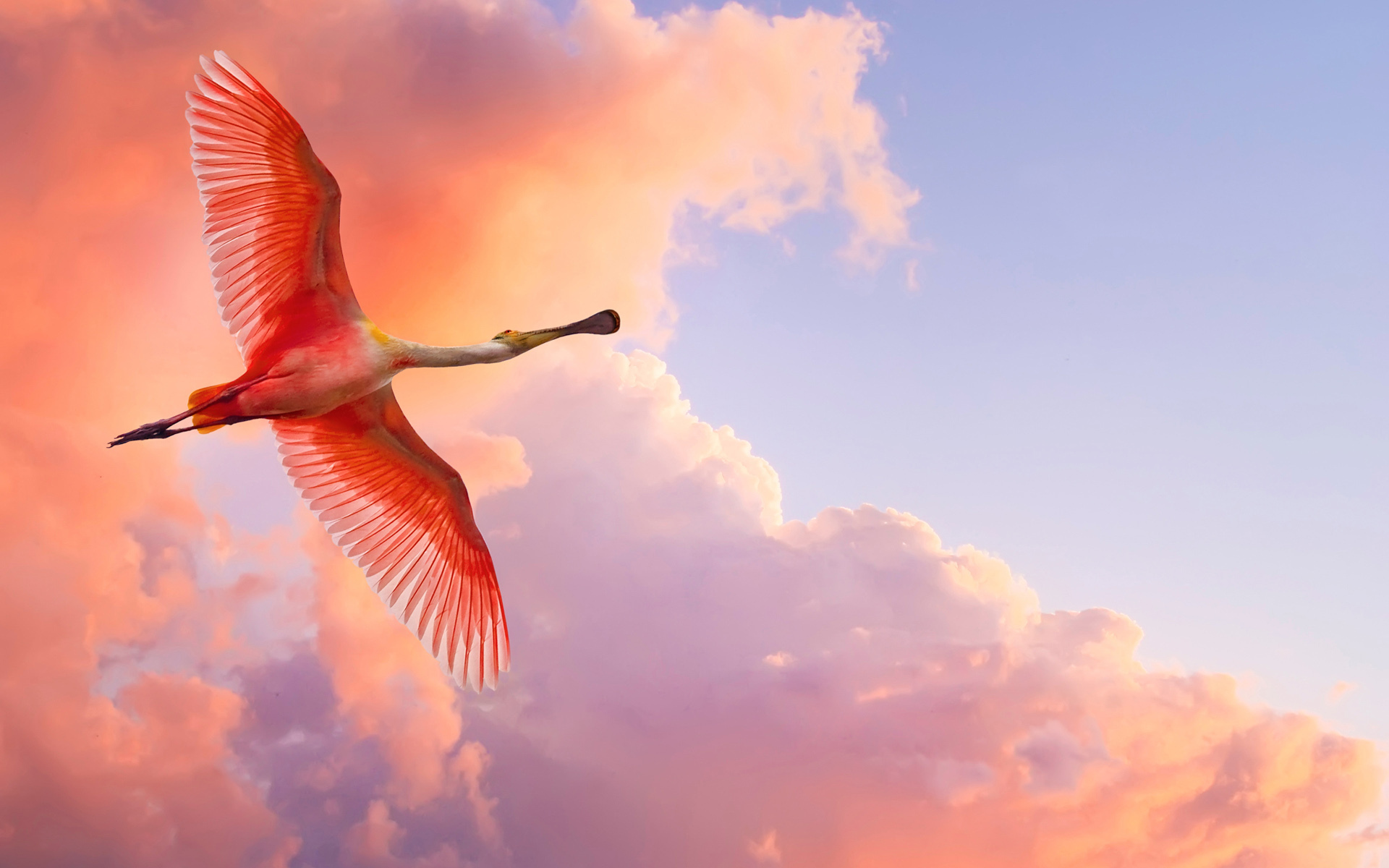 258579 baixar imagens flamingo, animais, pássaro, aves - papéis de parede e protetores de tela gratuitamente
