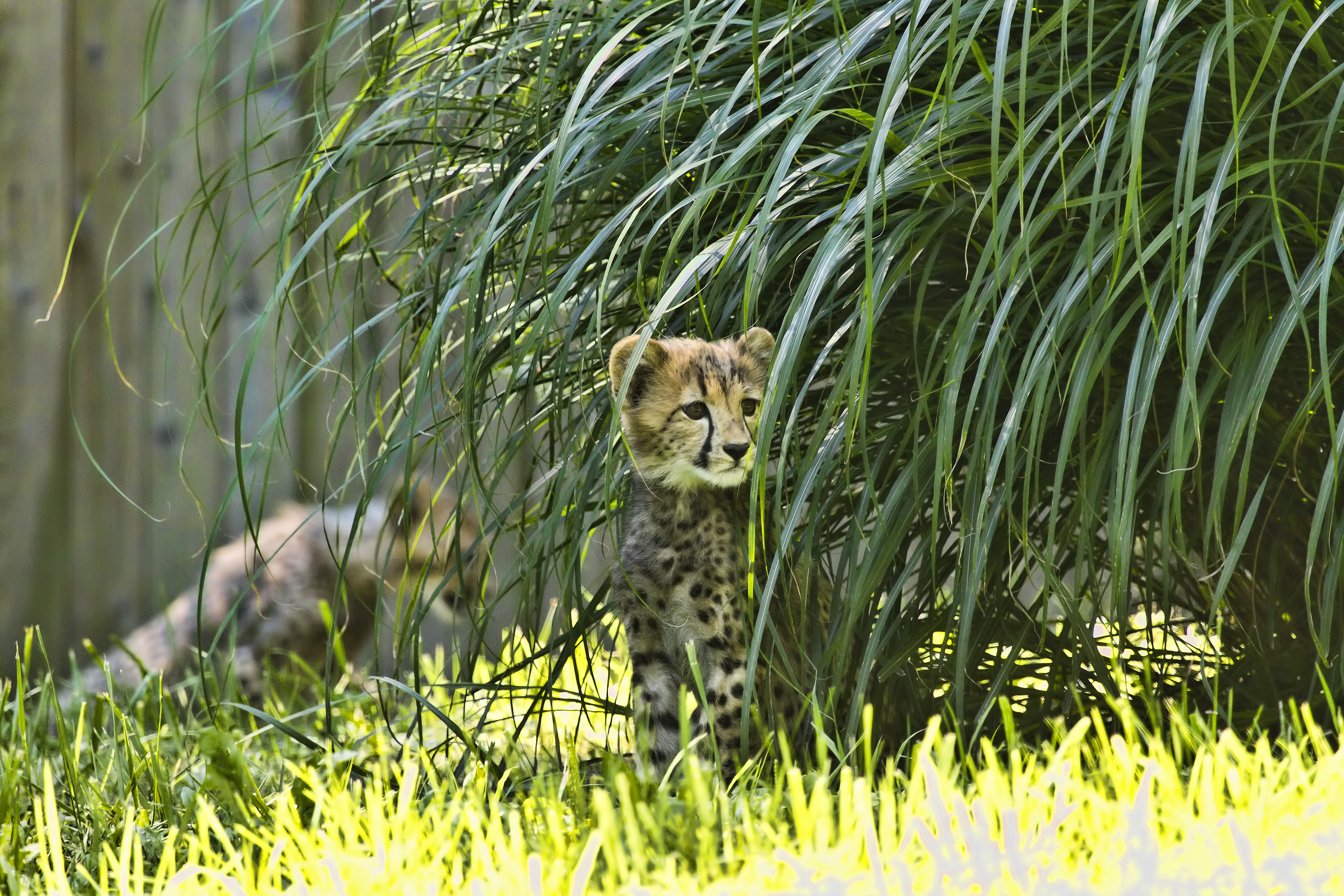 cheetah, wildlife, animals, big cat, animal Free Stock Photo