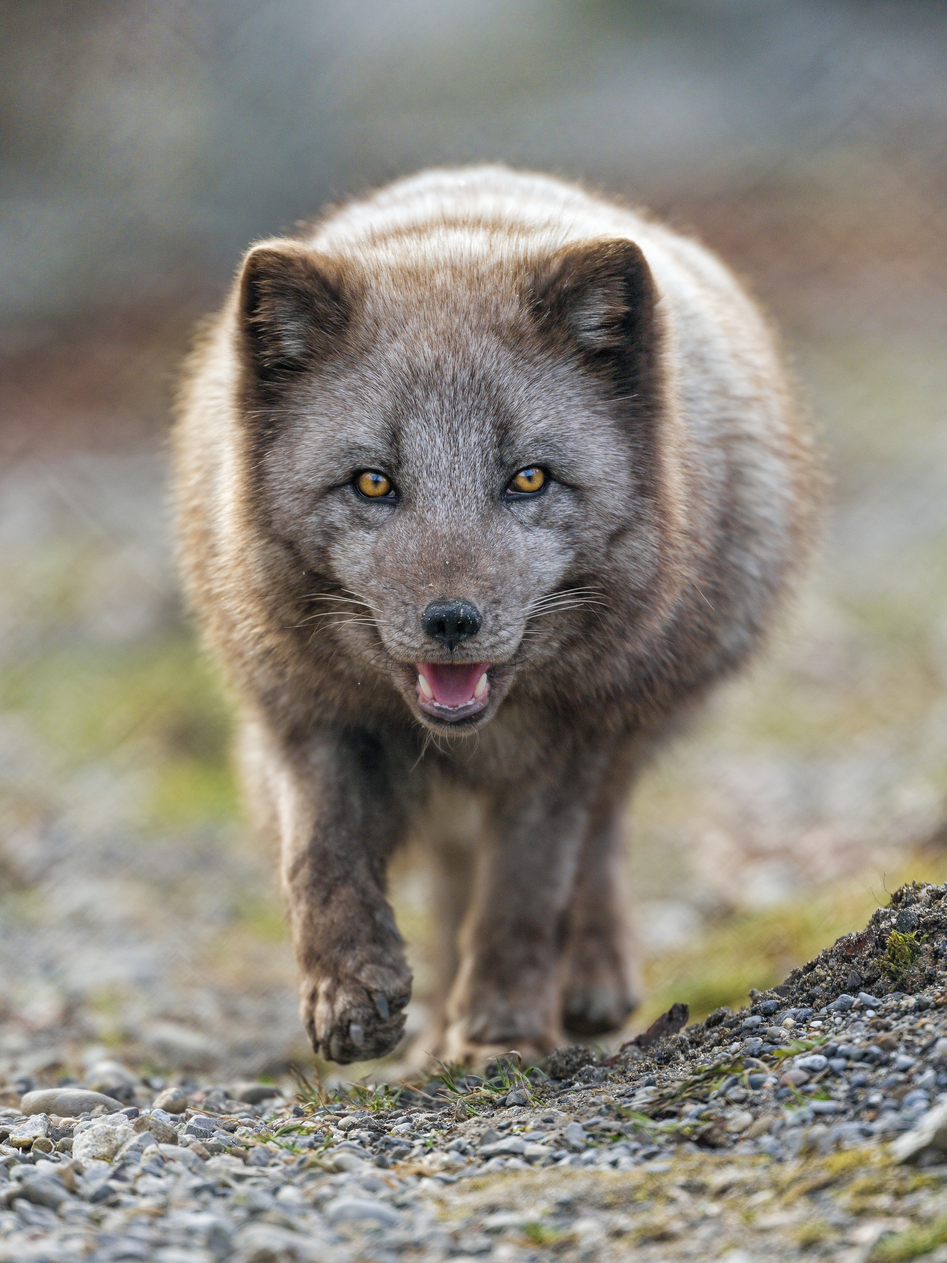 animals, muzzle, predator, animal, protruding tongue, tongue stuck out, arctic fox