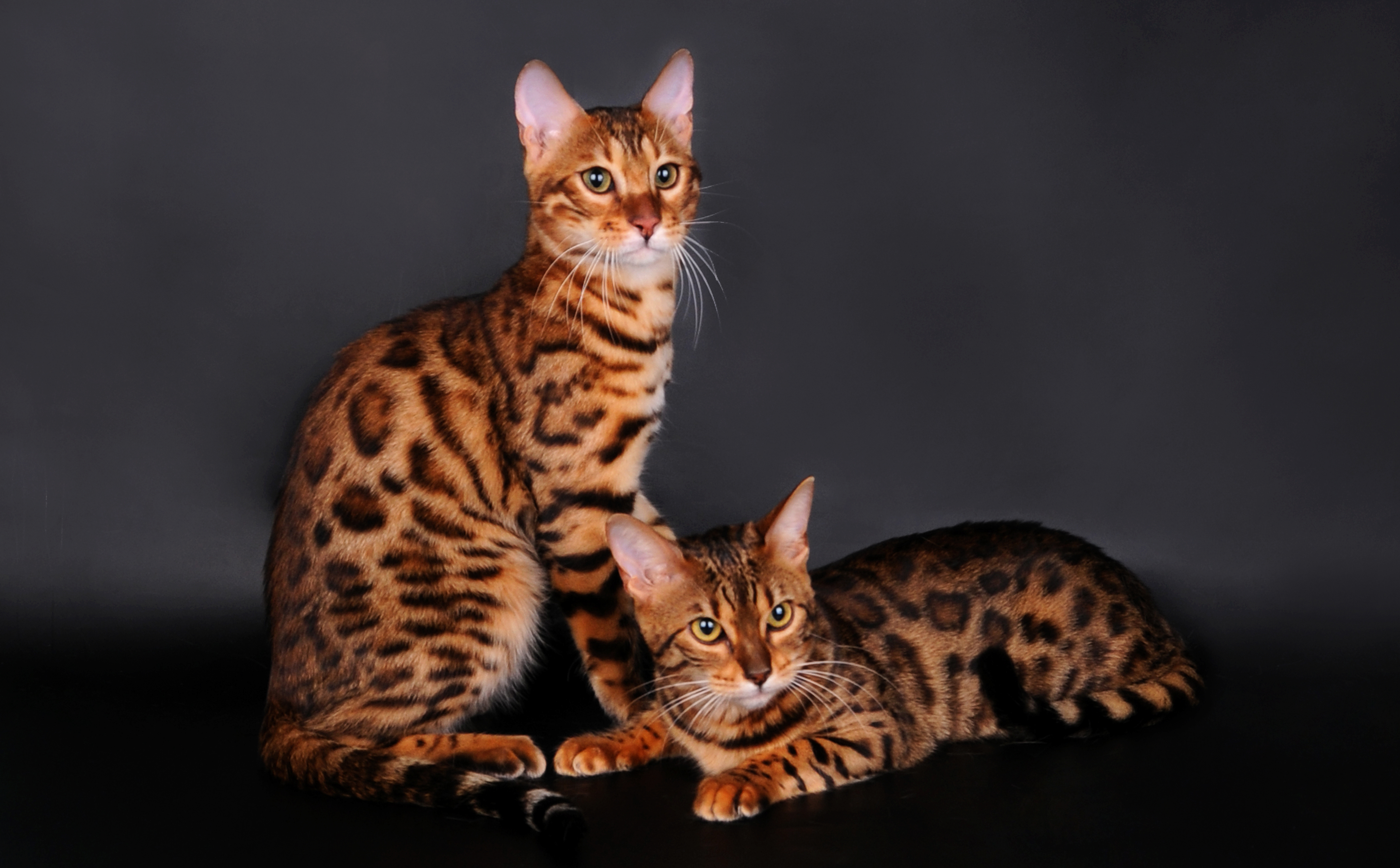 desktop Images animals, cat, couple, pair, bengal cat, leopard color, leopard colour