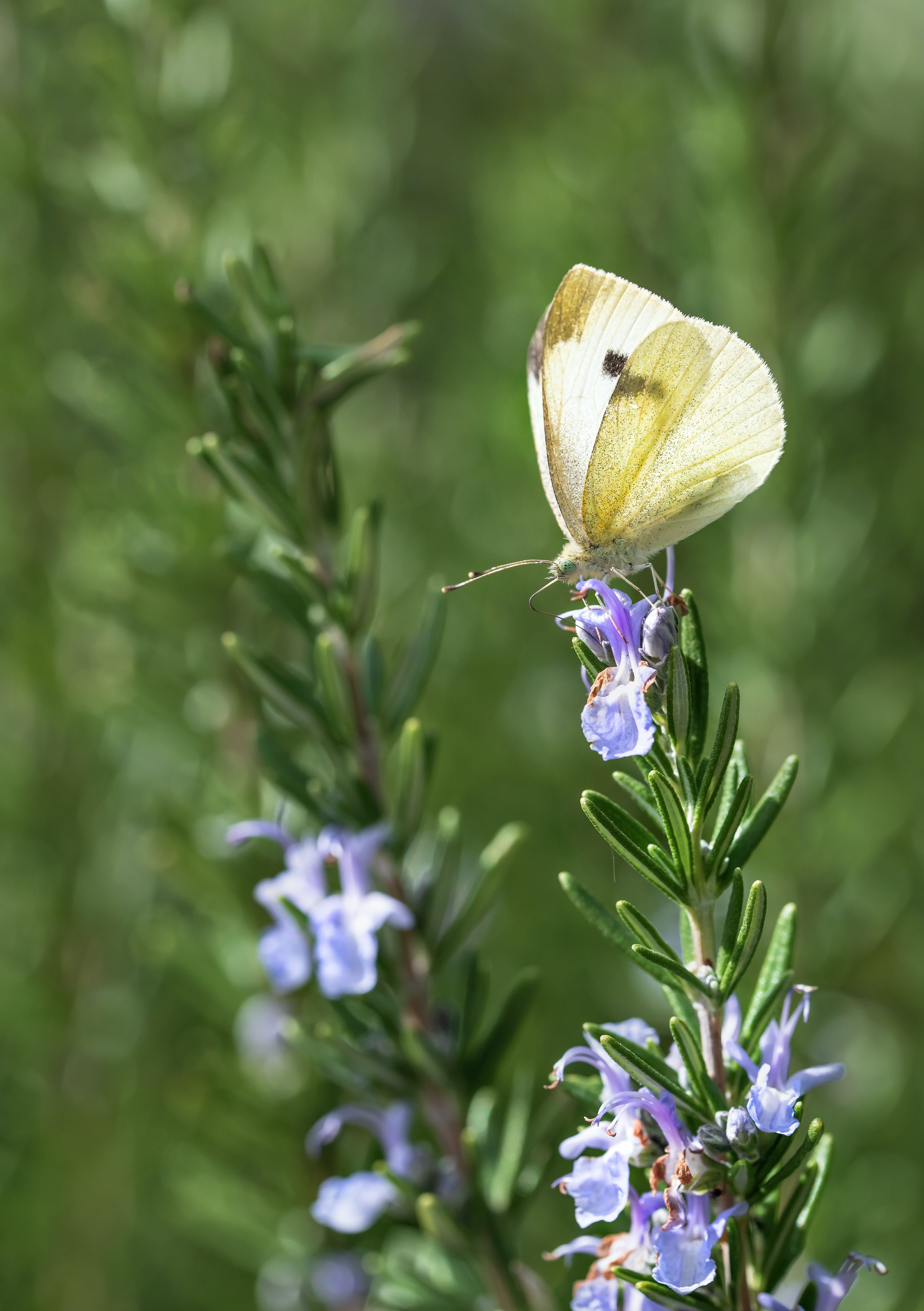rosemary, plant, macro, insect, butterfly