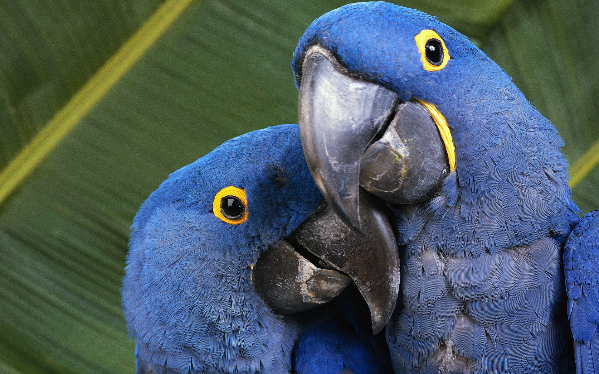 Голубые ара (Blue Macaws)