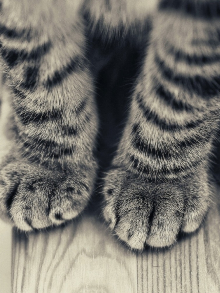 animal, cat, paw, tabby cat, cats High Definition image