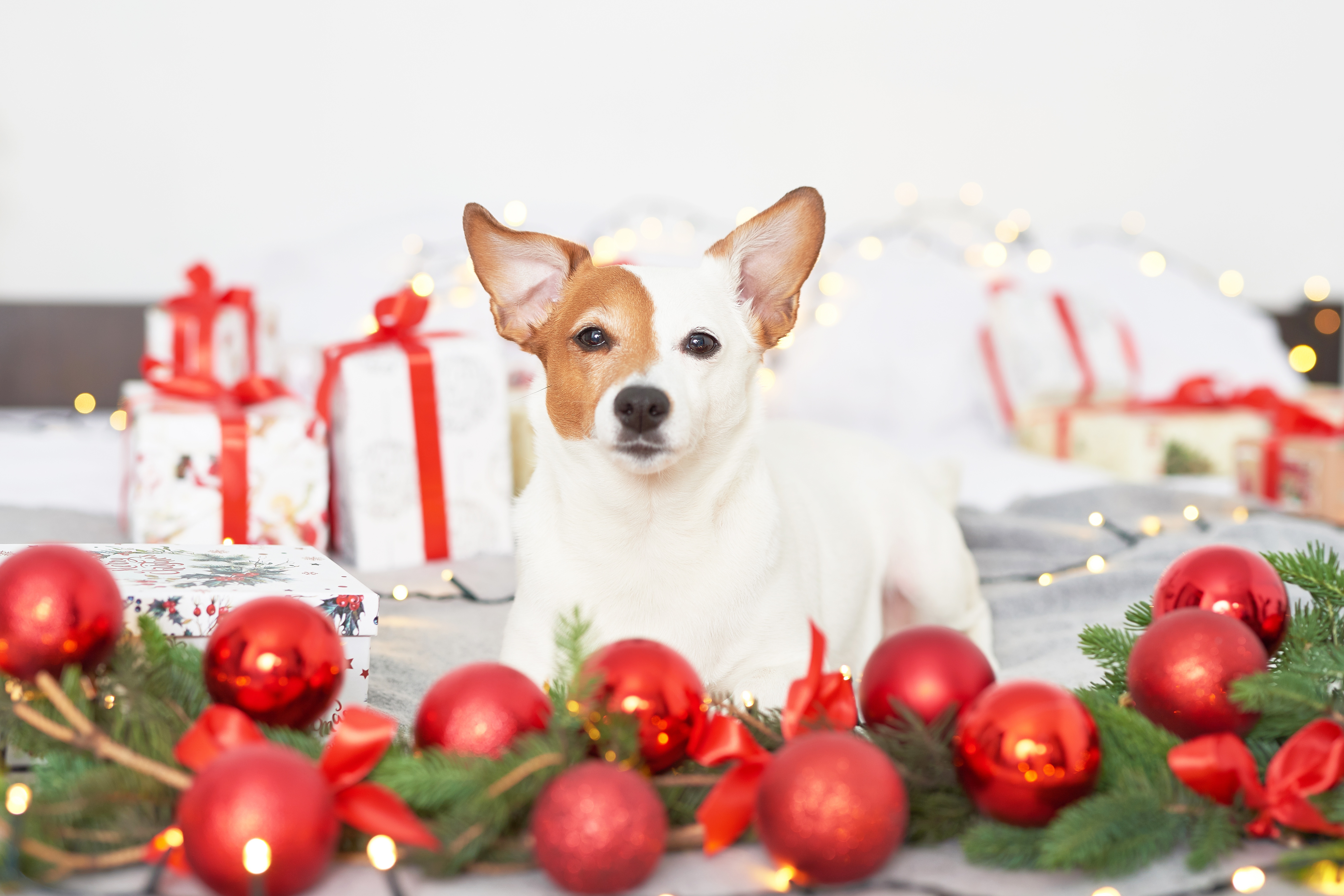 Free download wallpaper Dogs, Dog, Christmas, Animal, Gift, Christmas Ornaments on your PC desktop