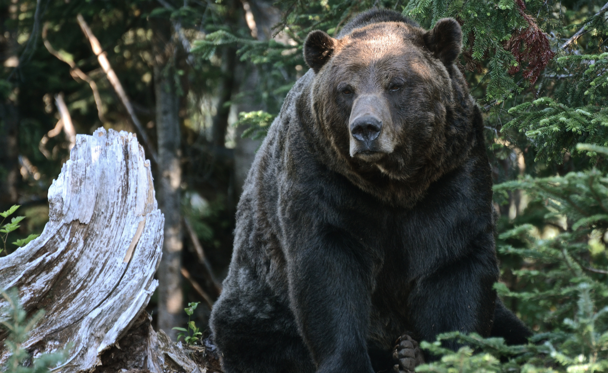 125210 télécharger l'image animaux, arbres, forêt, ours, grizzly, grizzli - fonds d'écran et économiseurs d'écran gratuits