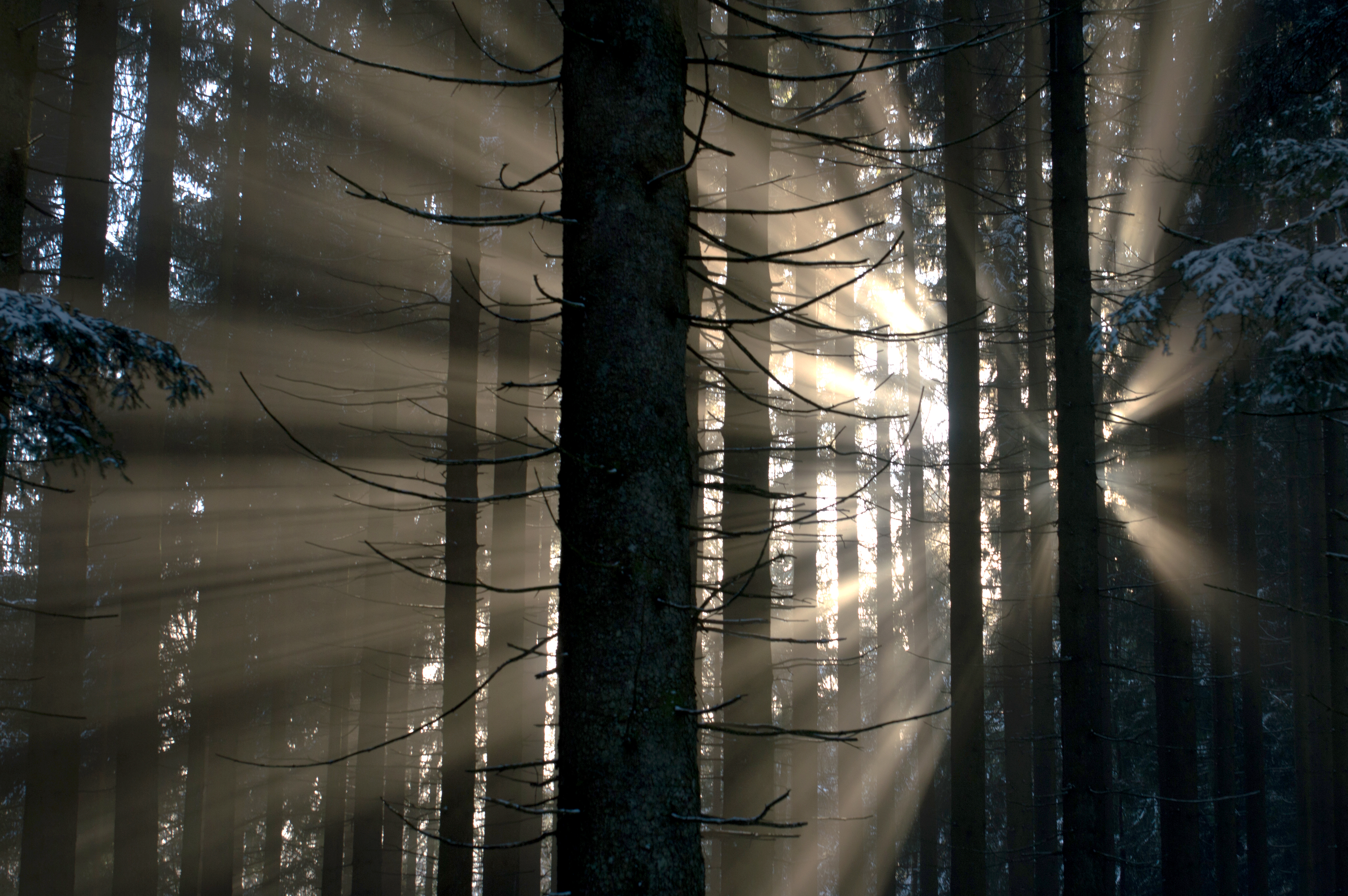 Download mobile wallpaper Beams, Forest, Rays, Nature, Glow for free.