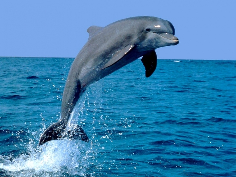 Download mobile wallpaper Dolfins, Animals for free.