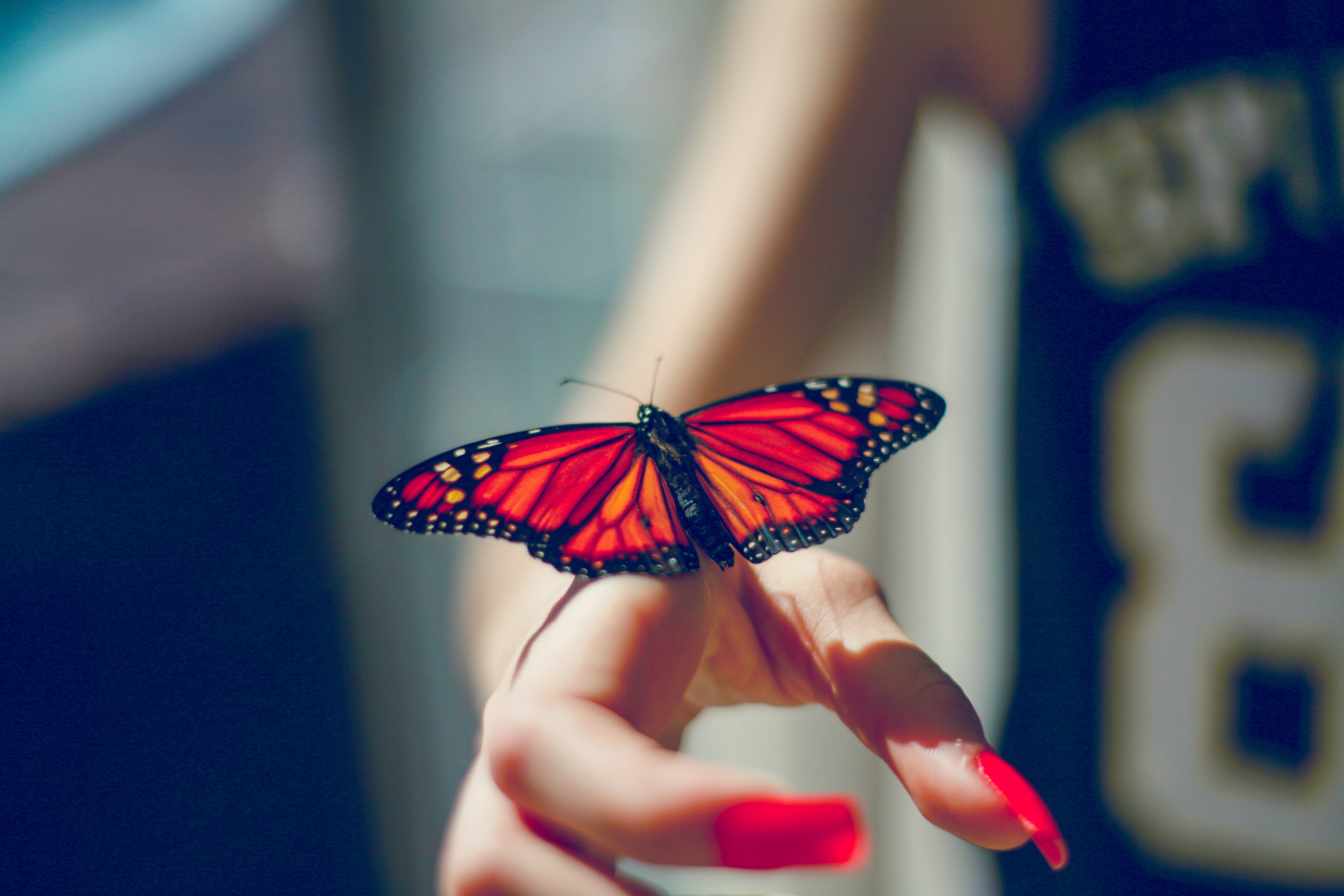 Download mobile wallpaper Butterfly, Animals, Insect, Hand for free.