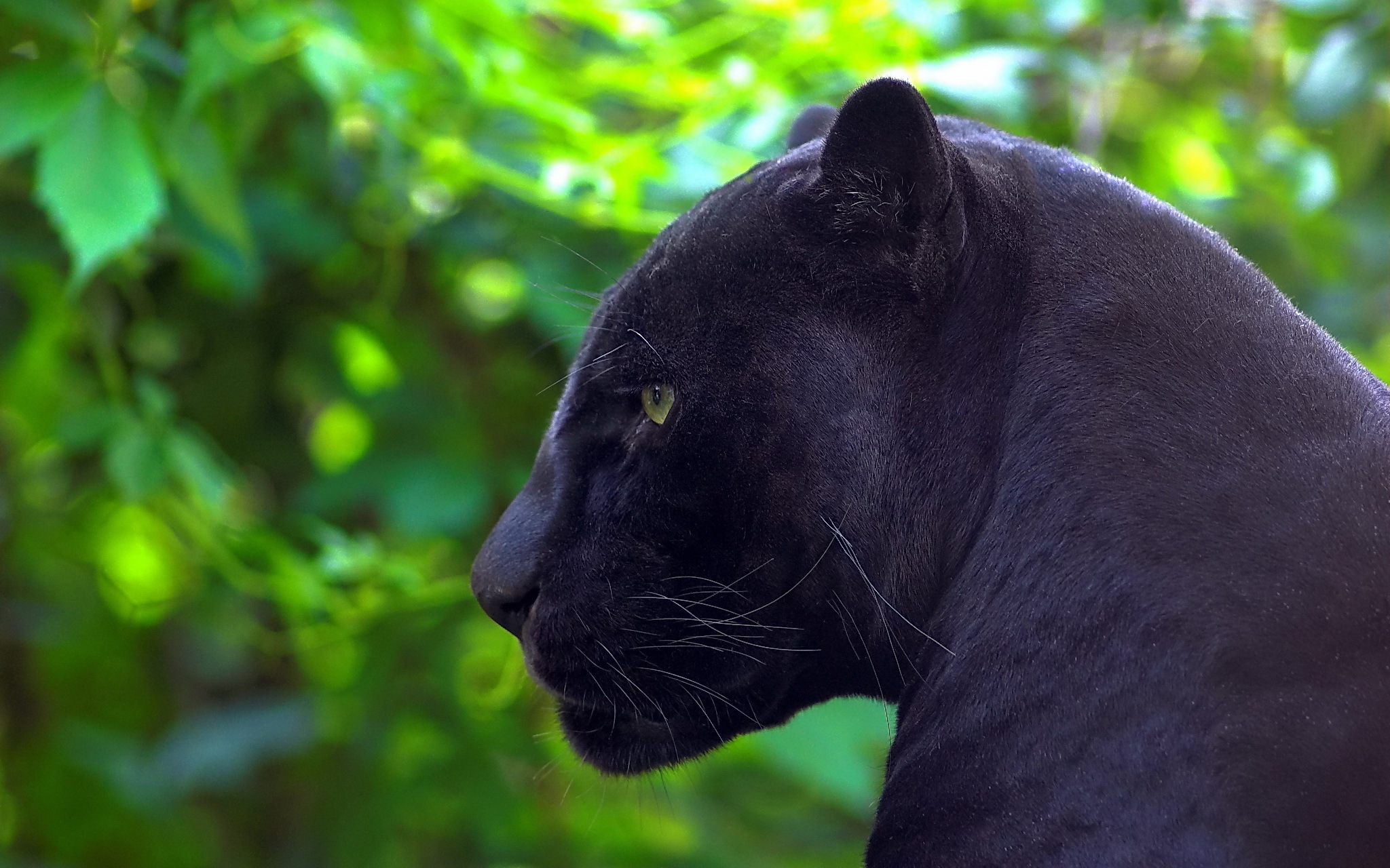 Black Leopard Faces Background, Pictures Panther, Panther, Animal  Background Image And Wallpaper for Free Download