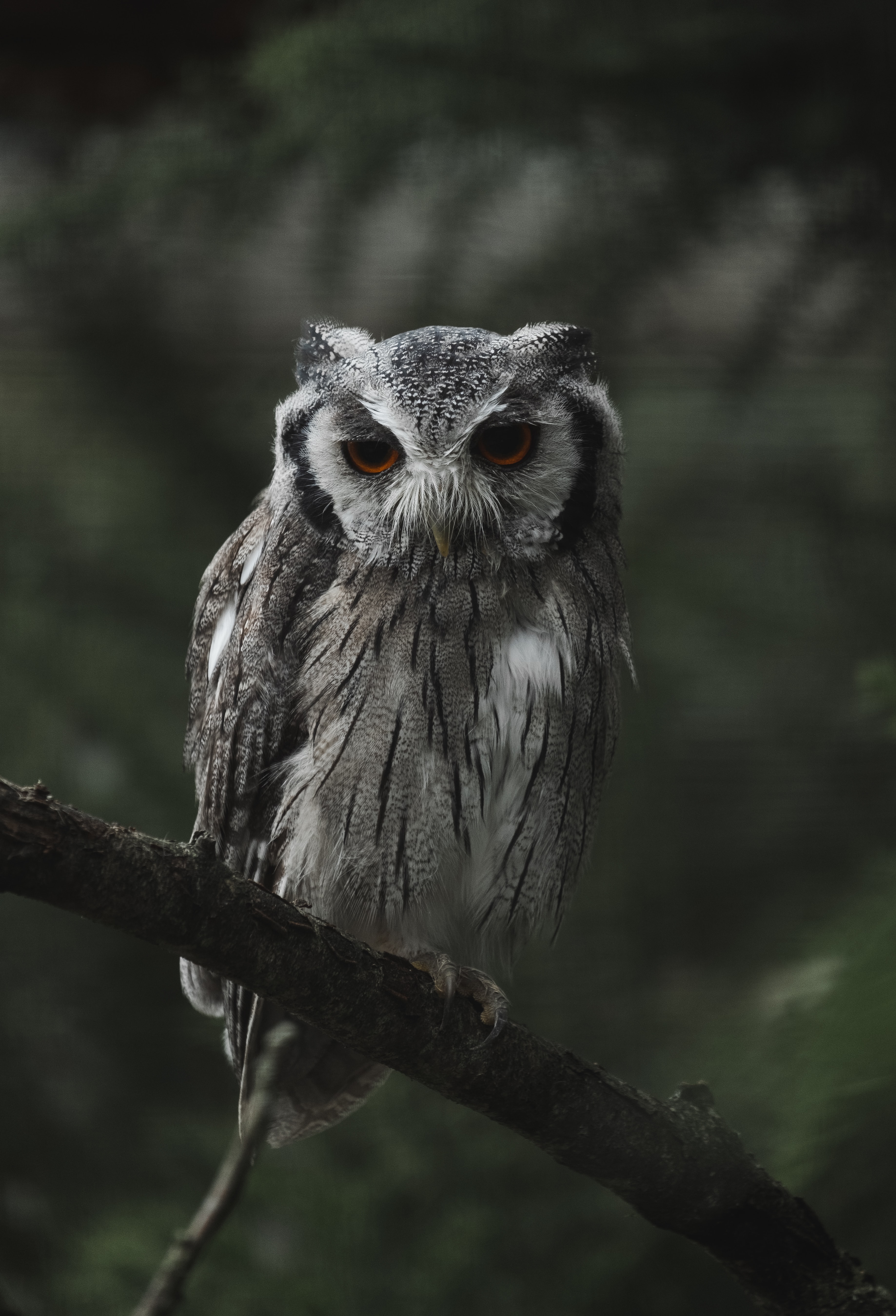 Download mobile wallpaper Owl, Opinion, Sight, Animals, Branch, Bird for free.