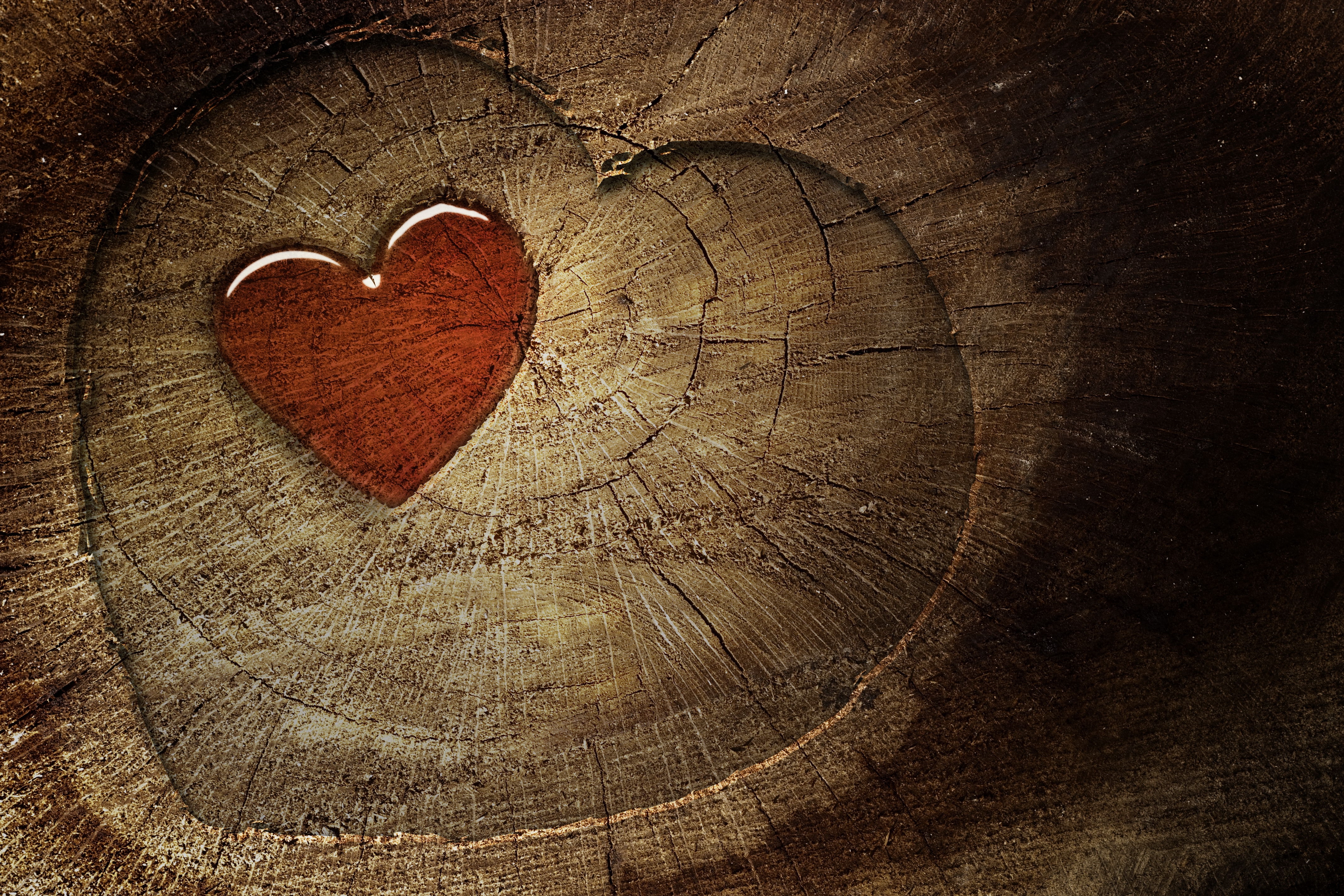 Laden Sie das Liebe, Holz, Stumpf, Baum, Ein Herz, Herzen-Bild kostenlos auf Ihren PC-Desktop herunter