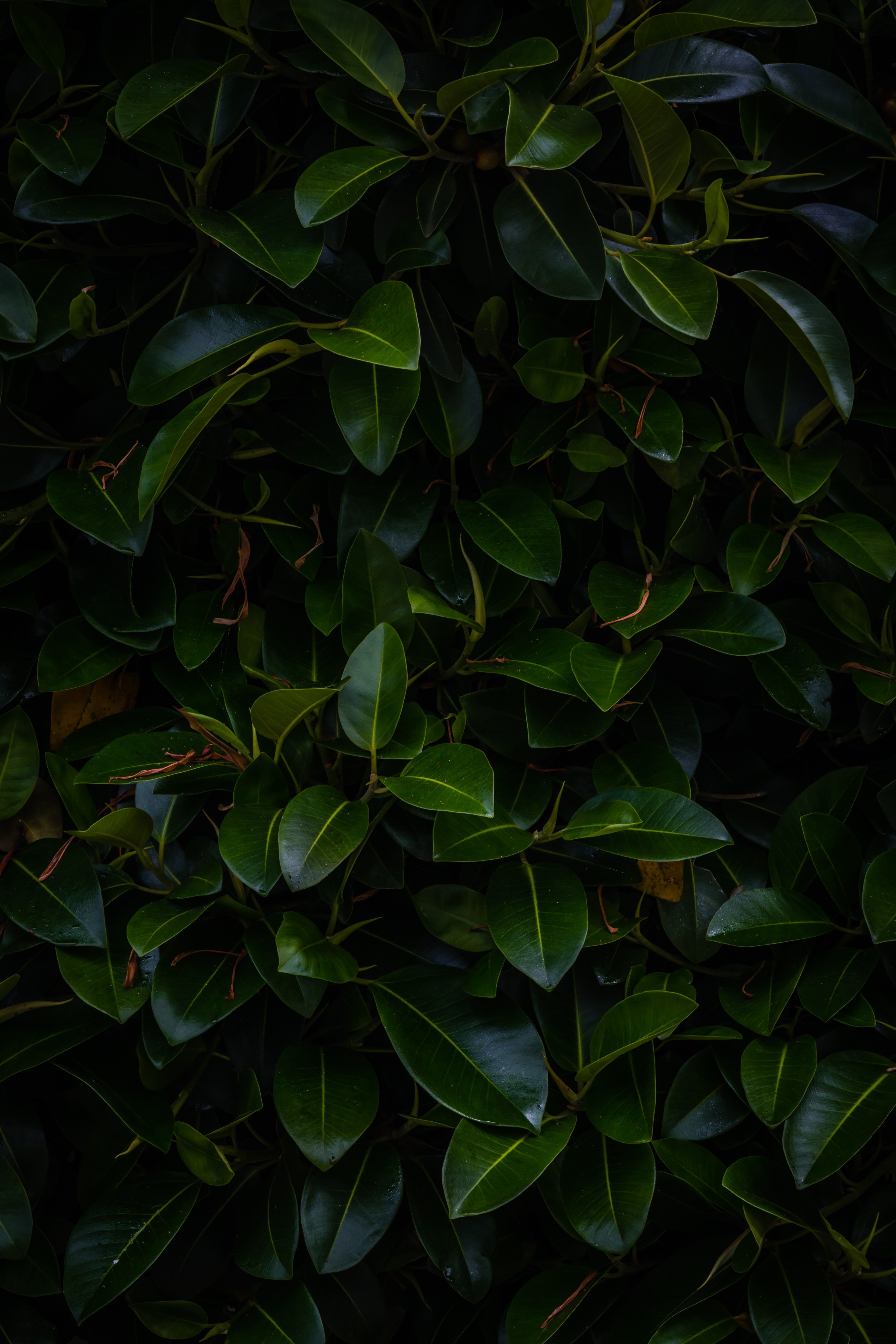 dark, green, nature, leaves, plant, branches 1080p
