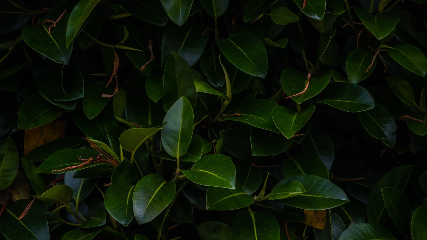 Фикус с темно-зелеными листьями