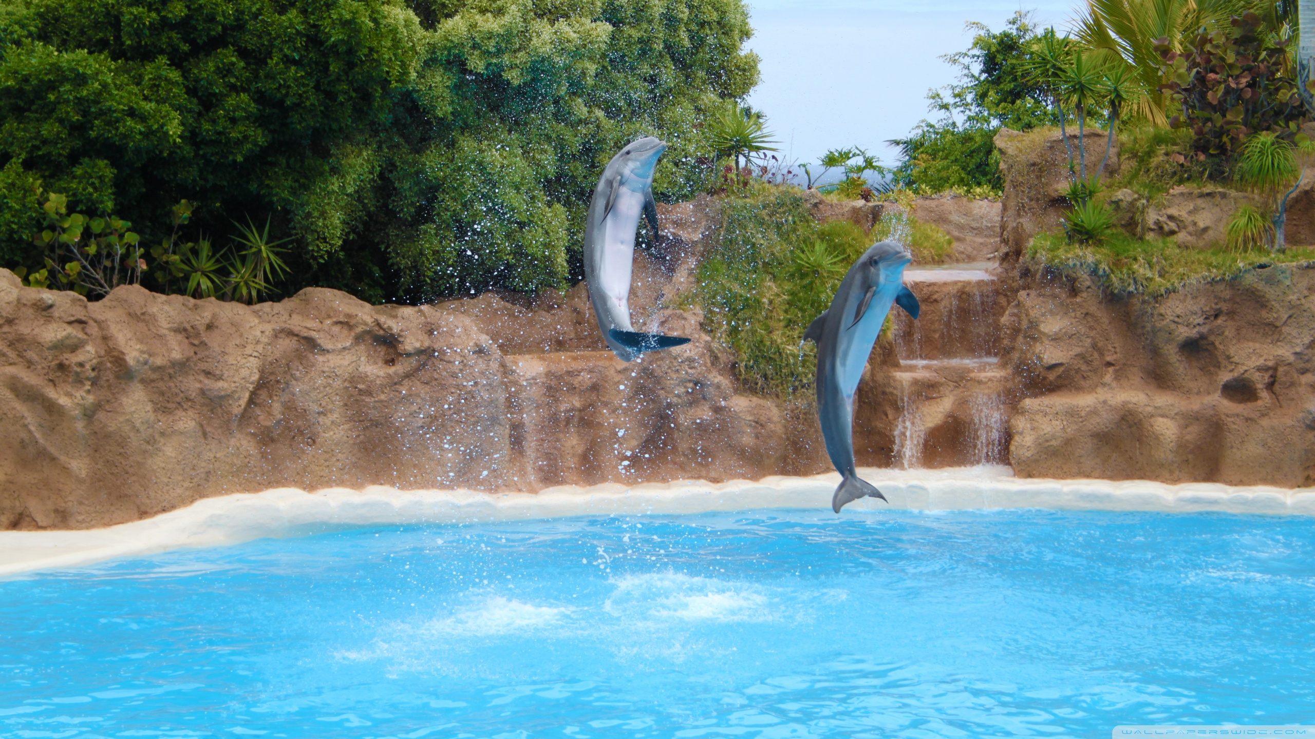 Лето море дельфины
