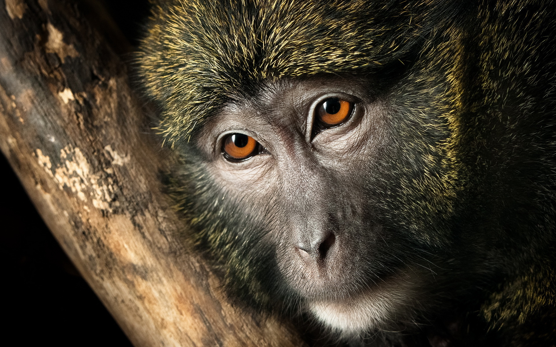 296396 télécharger l'image animaux, singe, singes - fonds d'écran et économiseurs d'écran gratuits