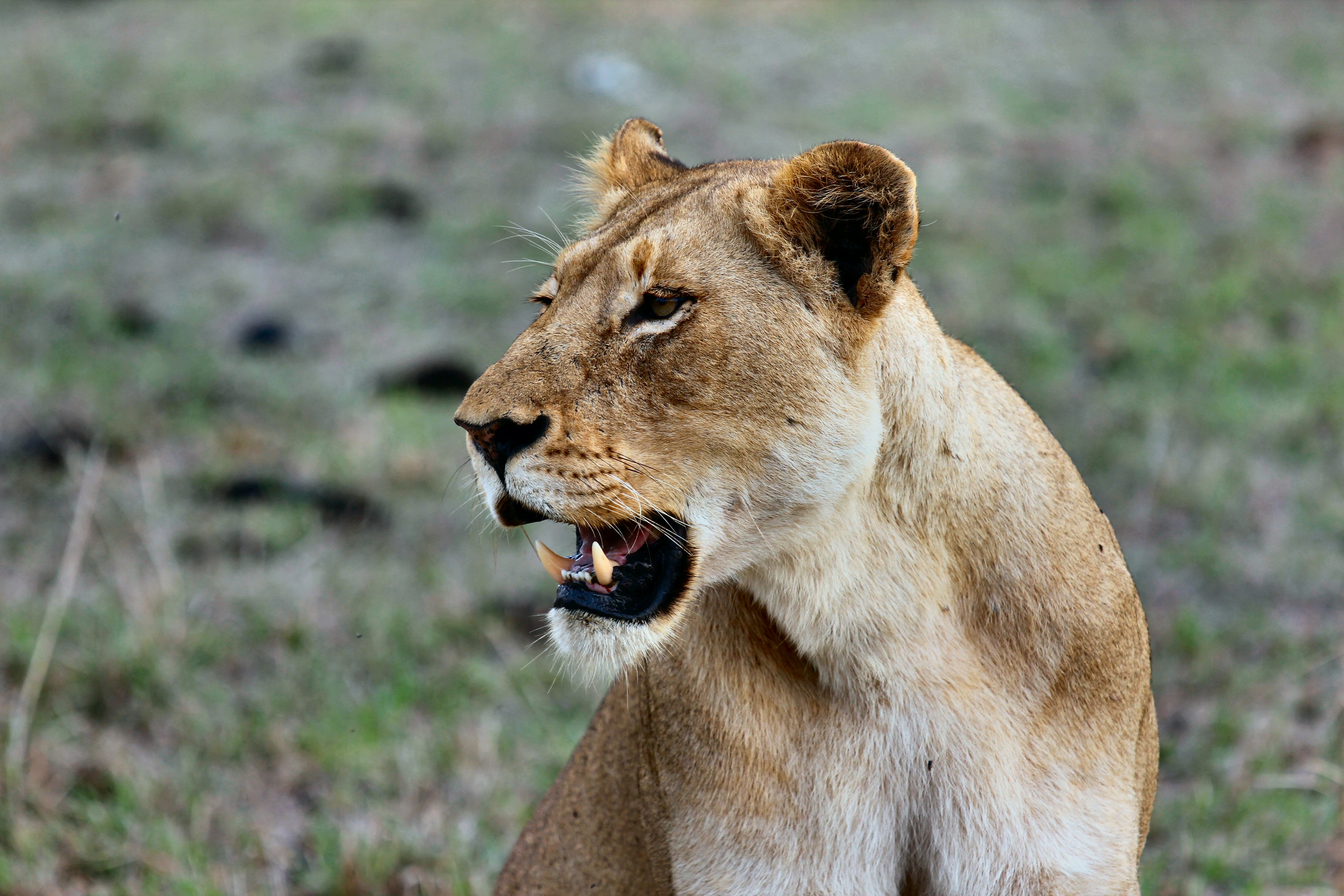 Download mobile wallpaper Animals, Predator, Grin, Wildlife, Lioness, Lion for free.
