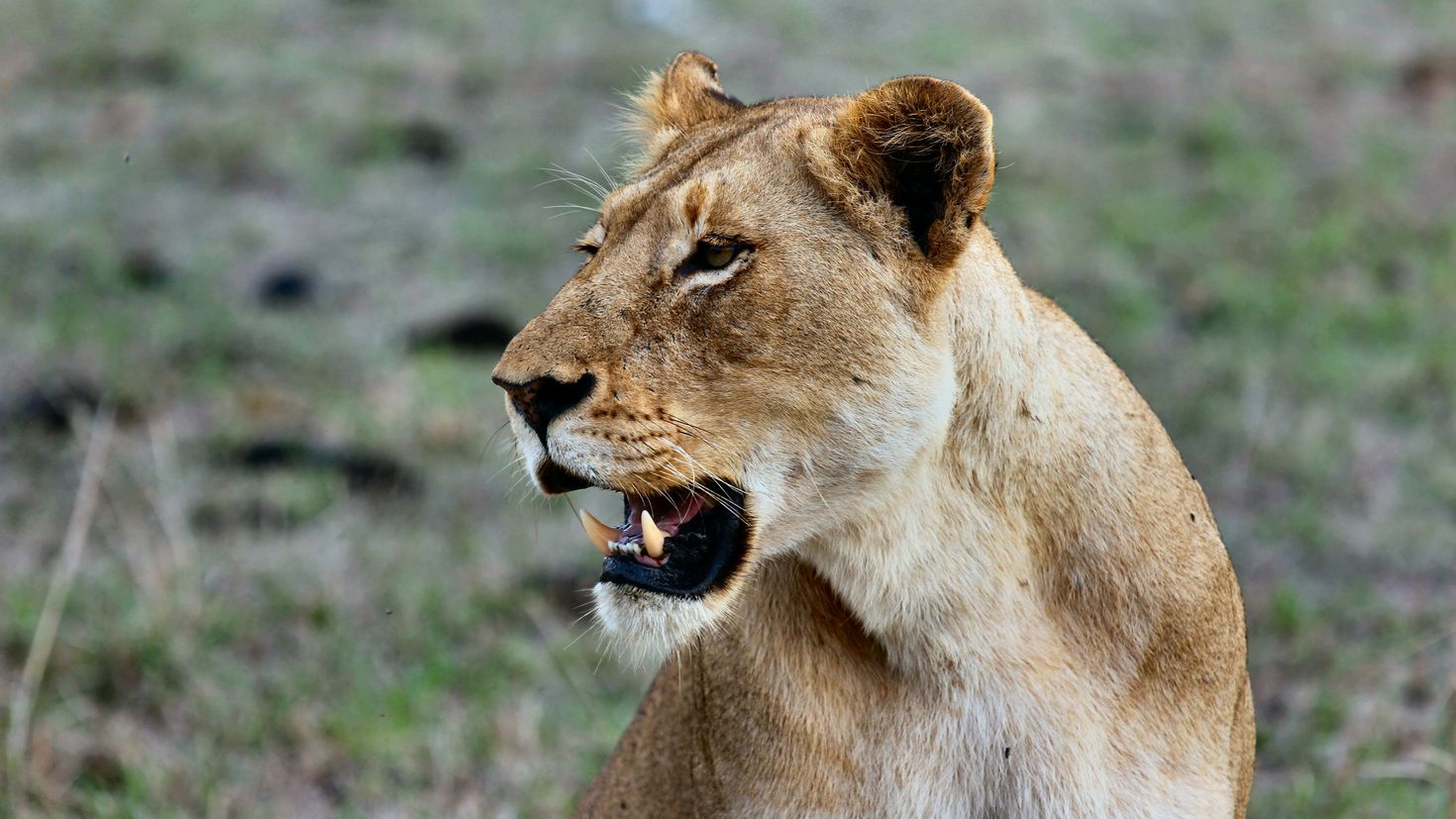 львица фото животного