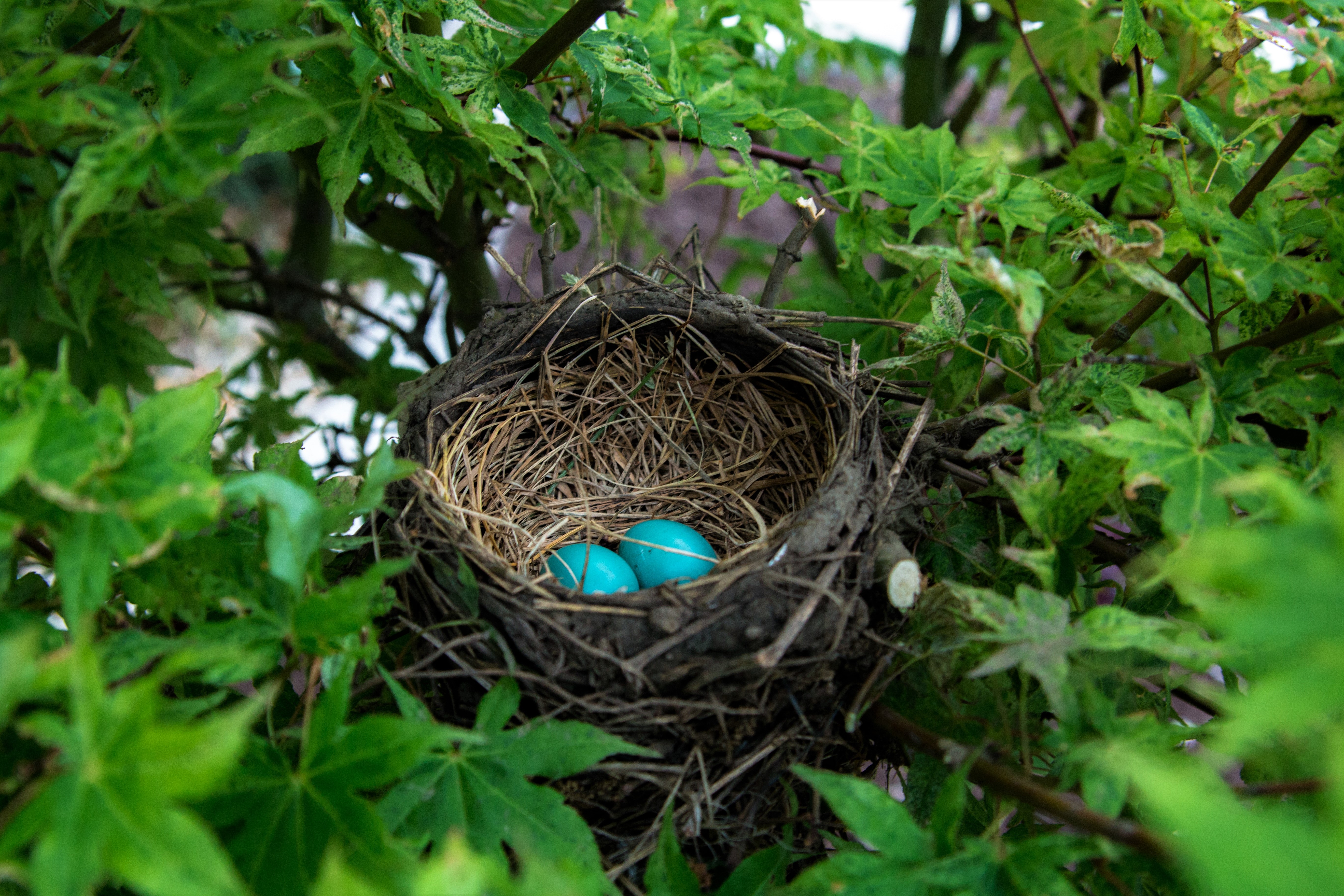 animal, nest, egg images