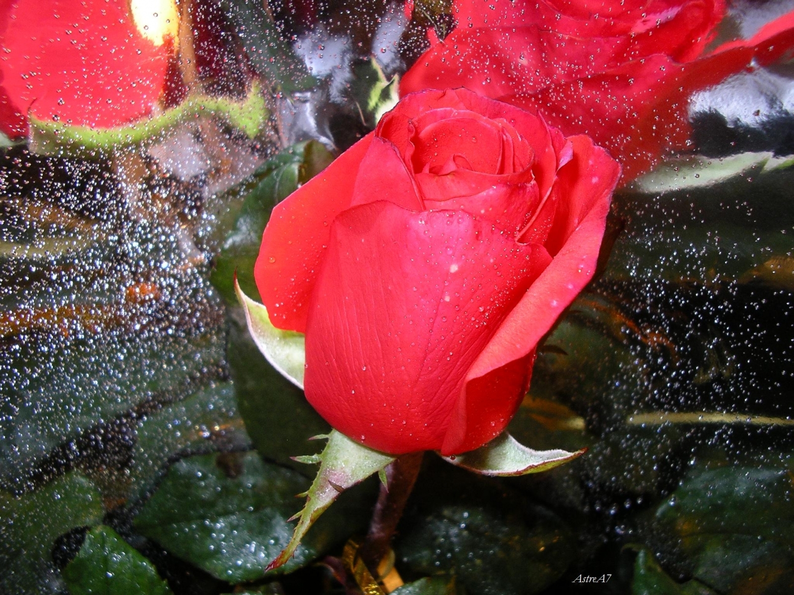 Descarga gratuita de fondo de pantalla para móvil de Plantas, Roses, Flores.