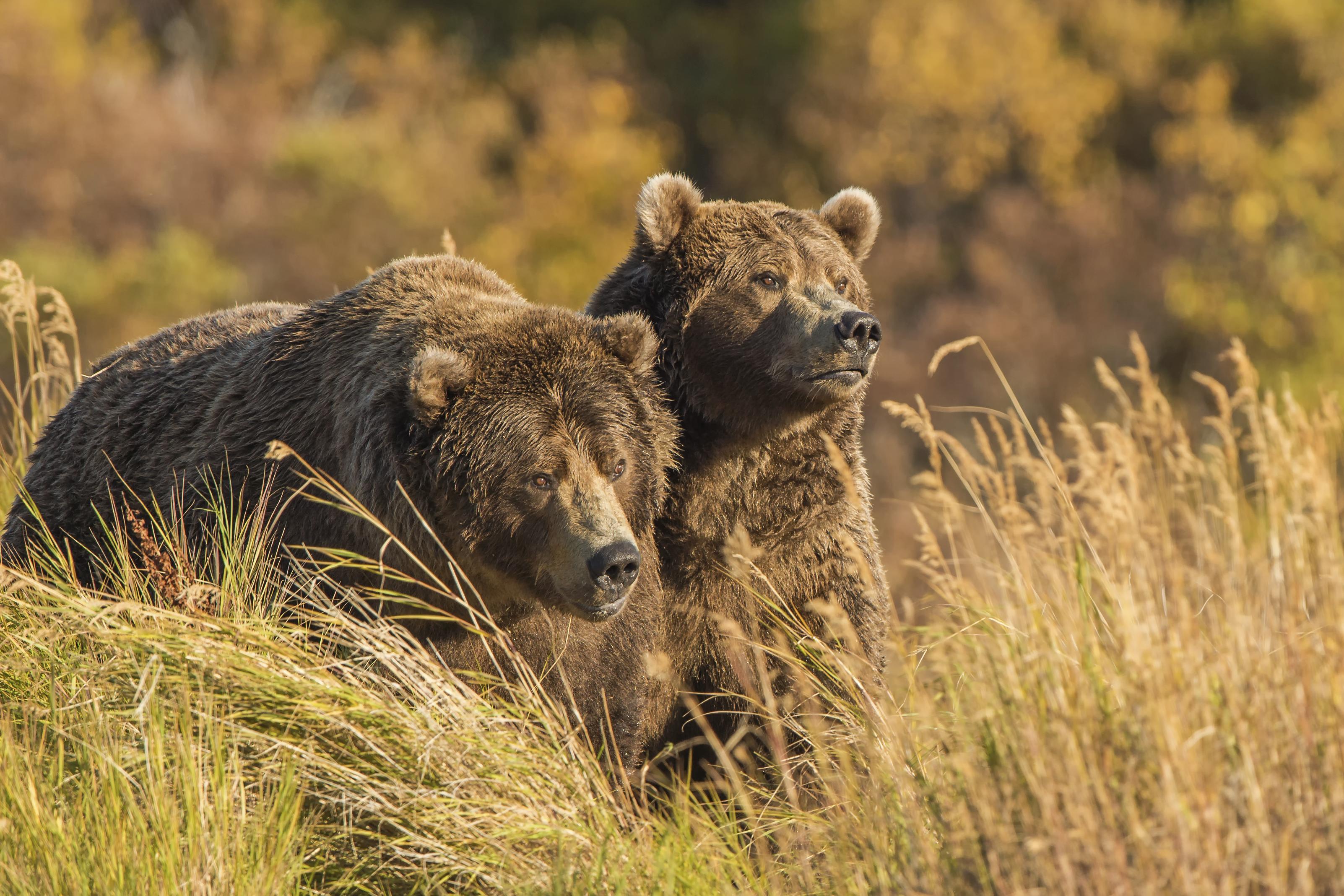 animal, bear, blur, brown bear, bears Free Stock Photo
