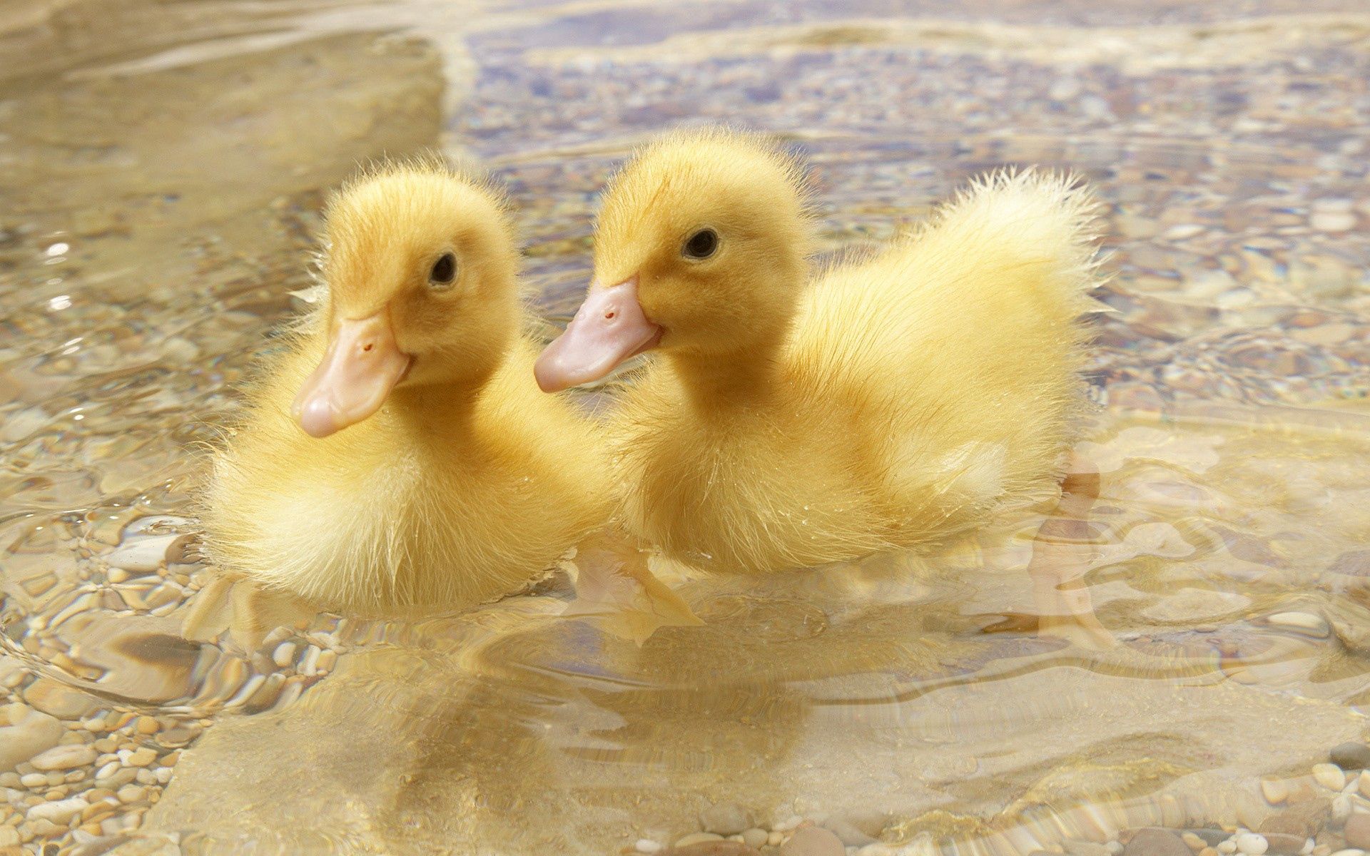 animals, ducks, young, couple, pair, to swim, swim, cubs phone background