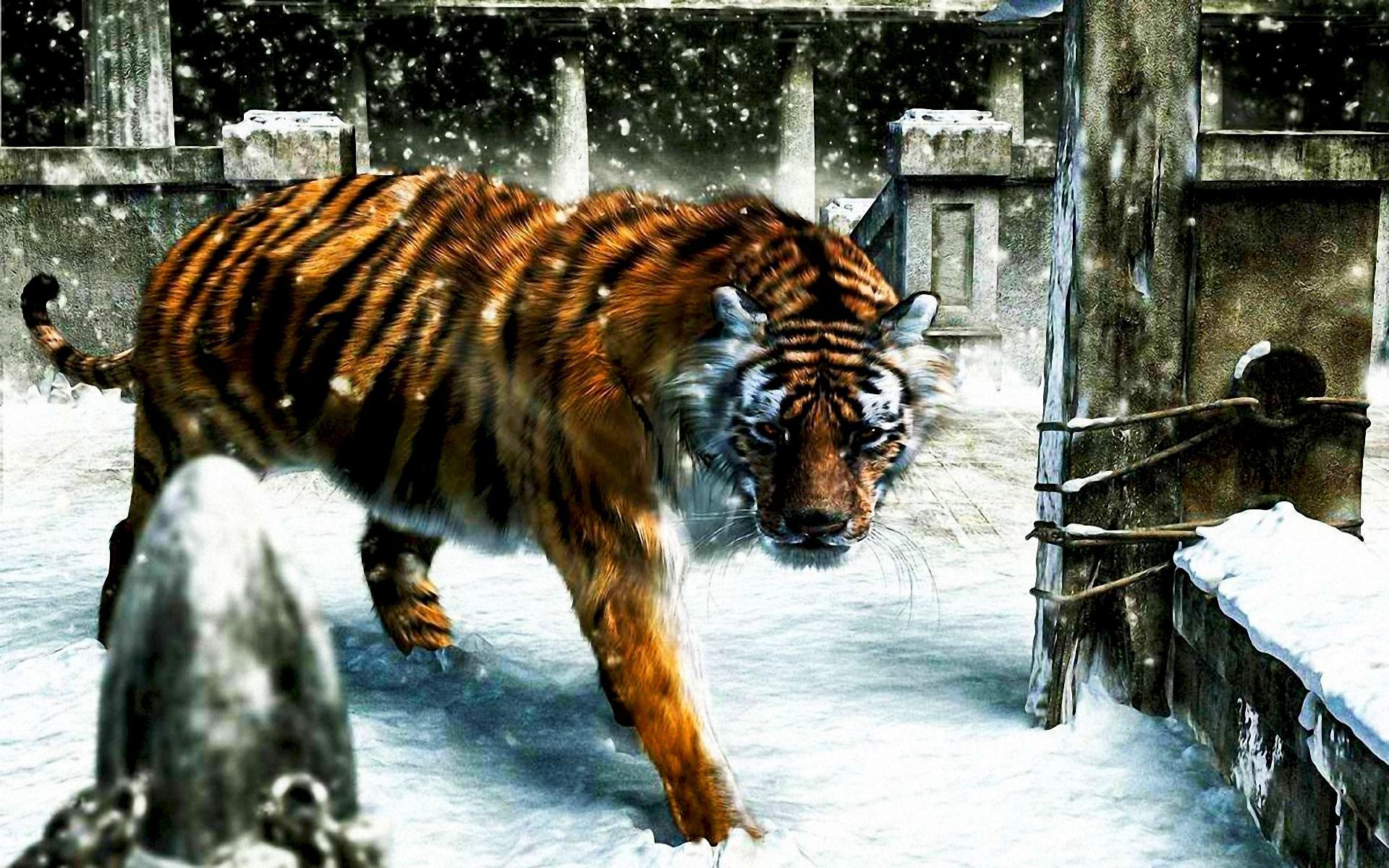 animals, tigers, pictures