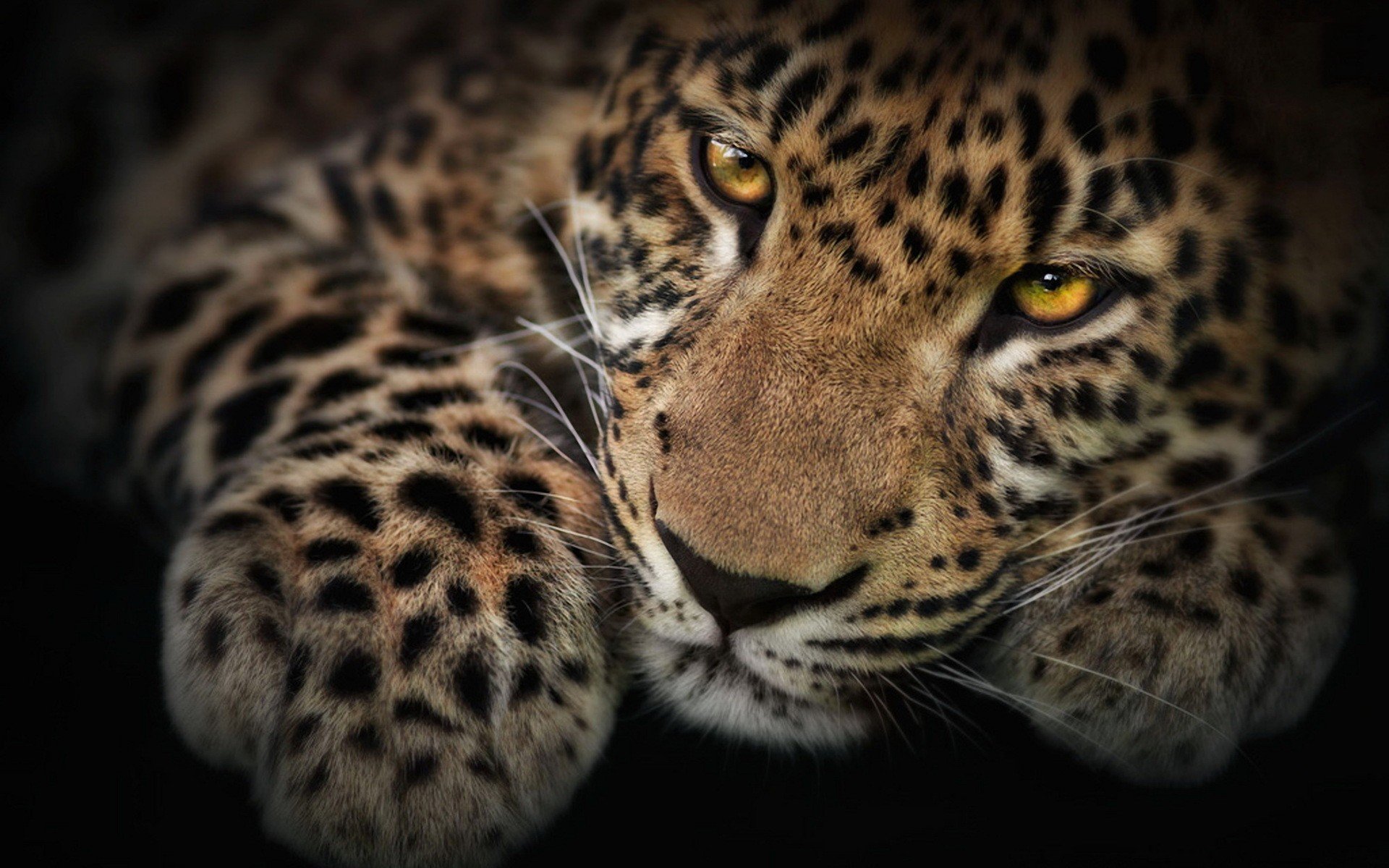 232943 télécharger l'image léopard, animaux, chats - fonds d'écran et économiseurs d'écran gratuits