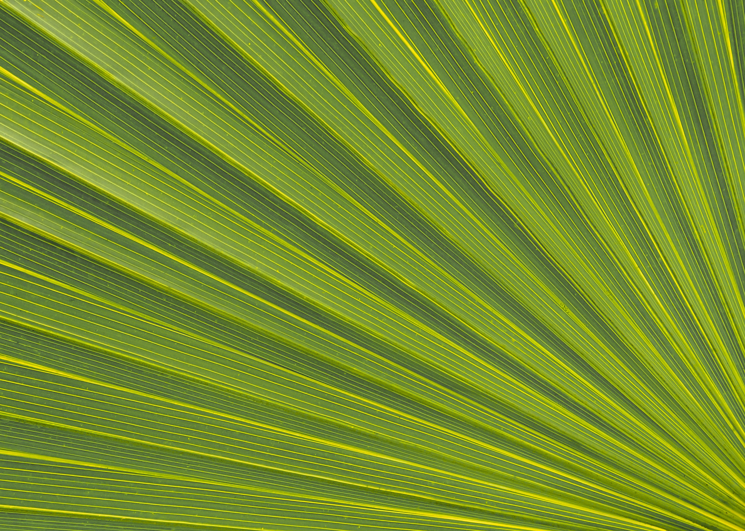 leaf, sheet, macro, lines, stripes, streaks High Definition image