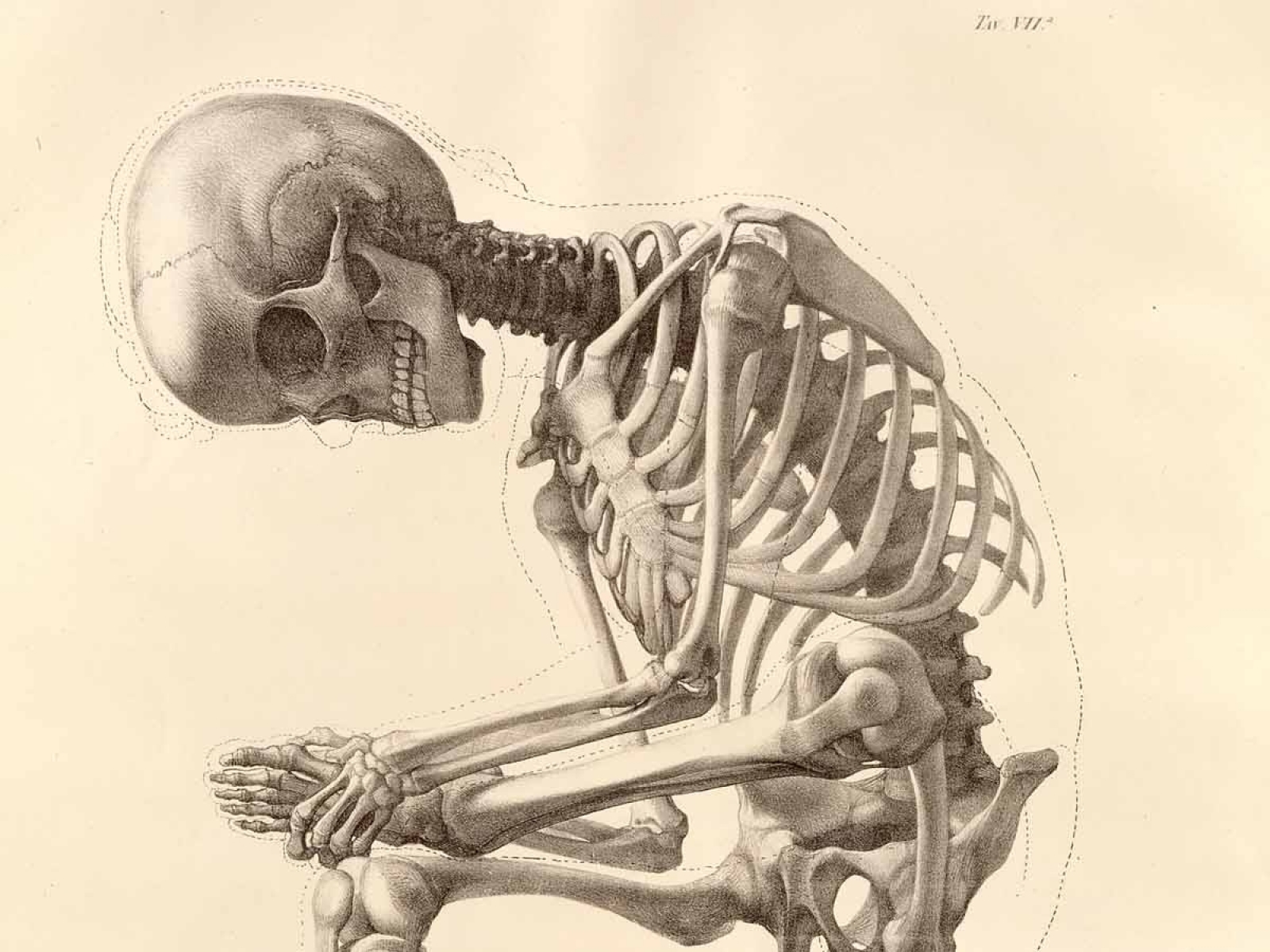 Скелет человека арт