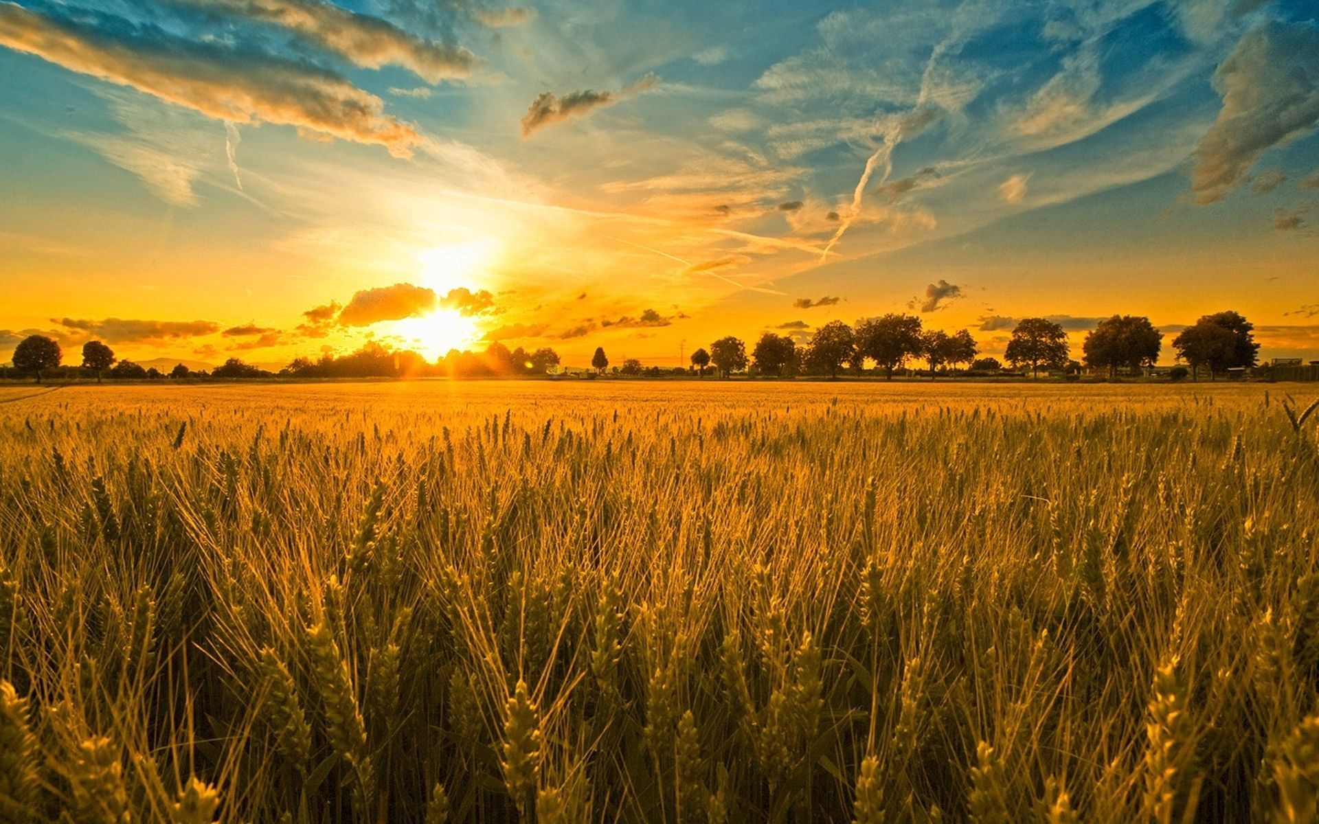 field, sun, evening, orange, nature, sunset, shine, light, ears, spikes, cereals, rye 4K