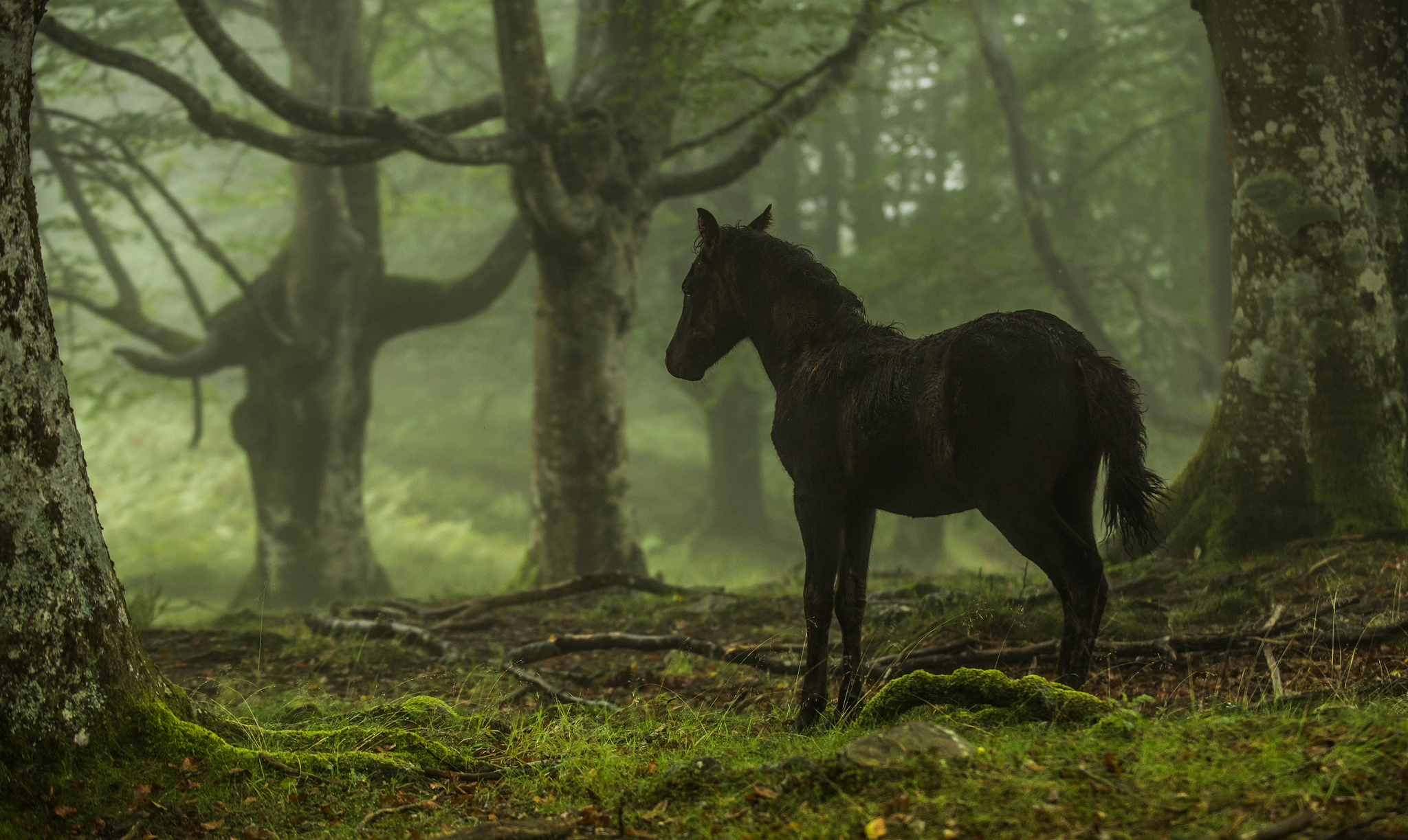 Лошадь в лесу