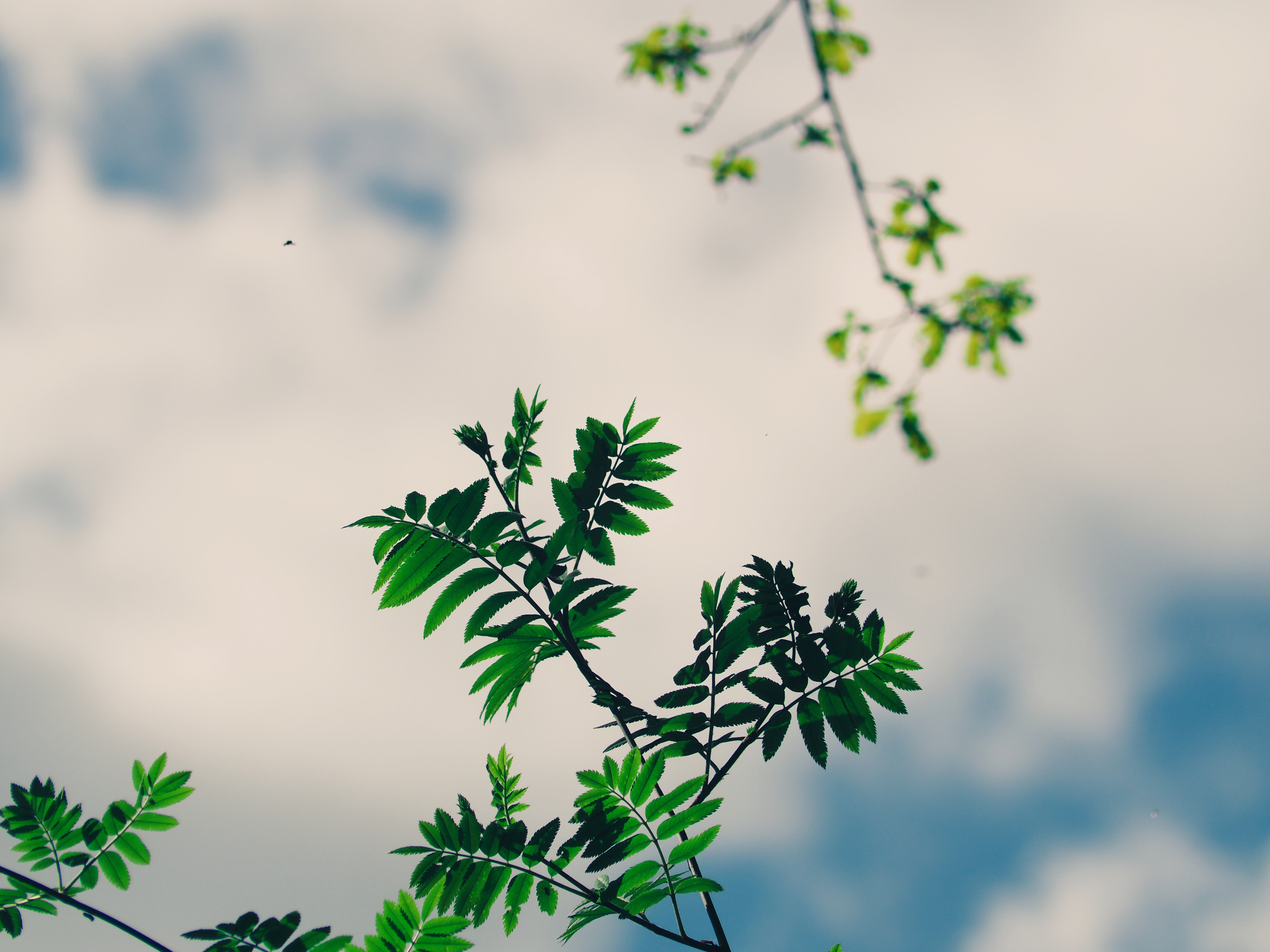 Download mobile wallpaper Branches, Plant, Nature, Sky, Leaves for free.