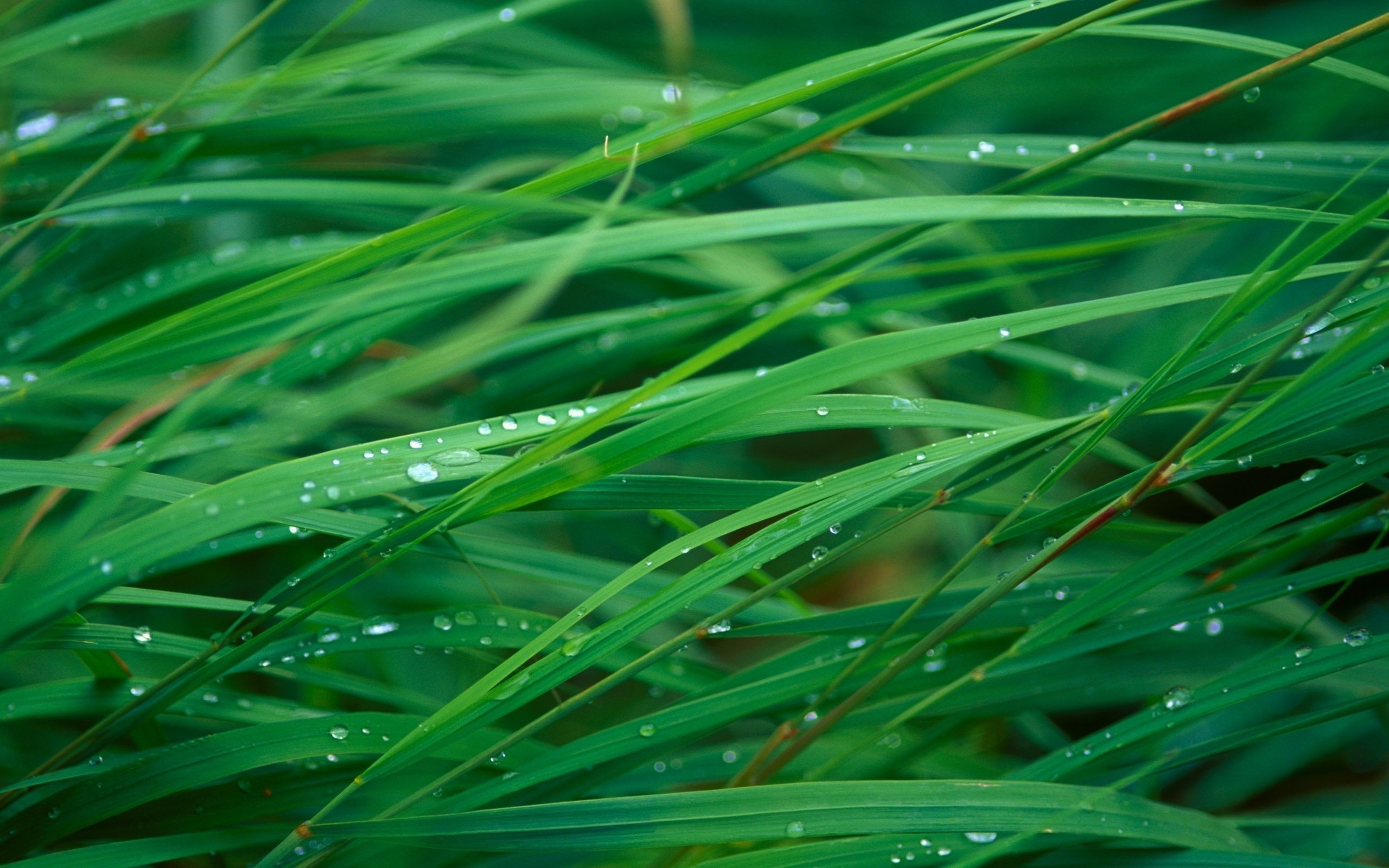 Download mobile wallpaper Grass, Plants, Drops for free.